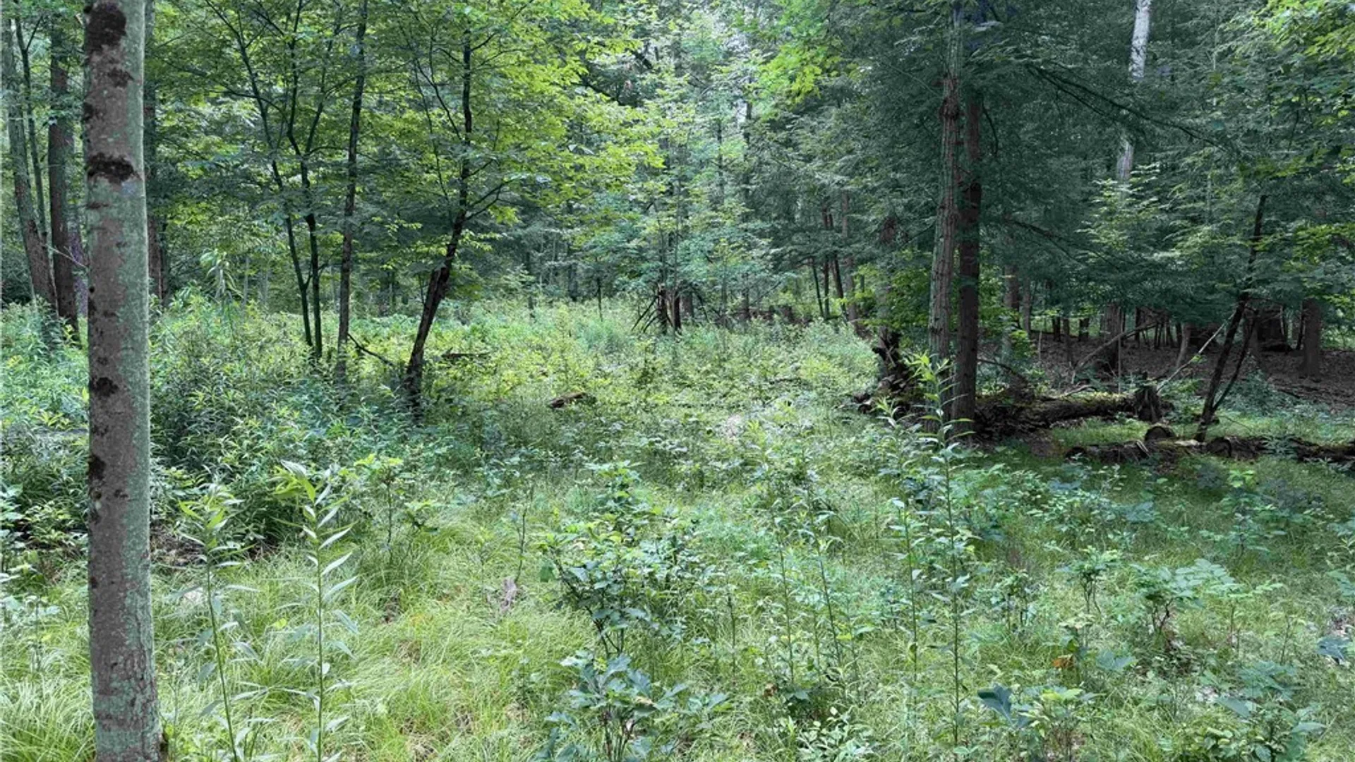 Property at Cr-17, Belfast, NY 14711 18