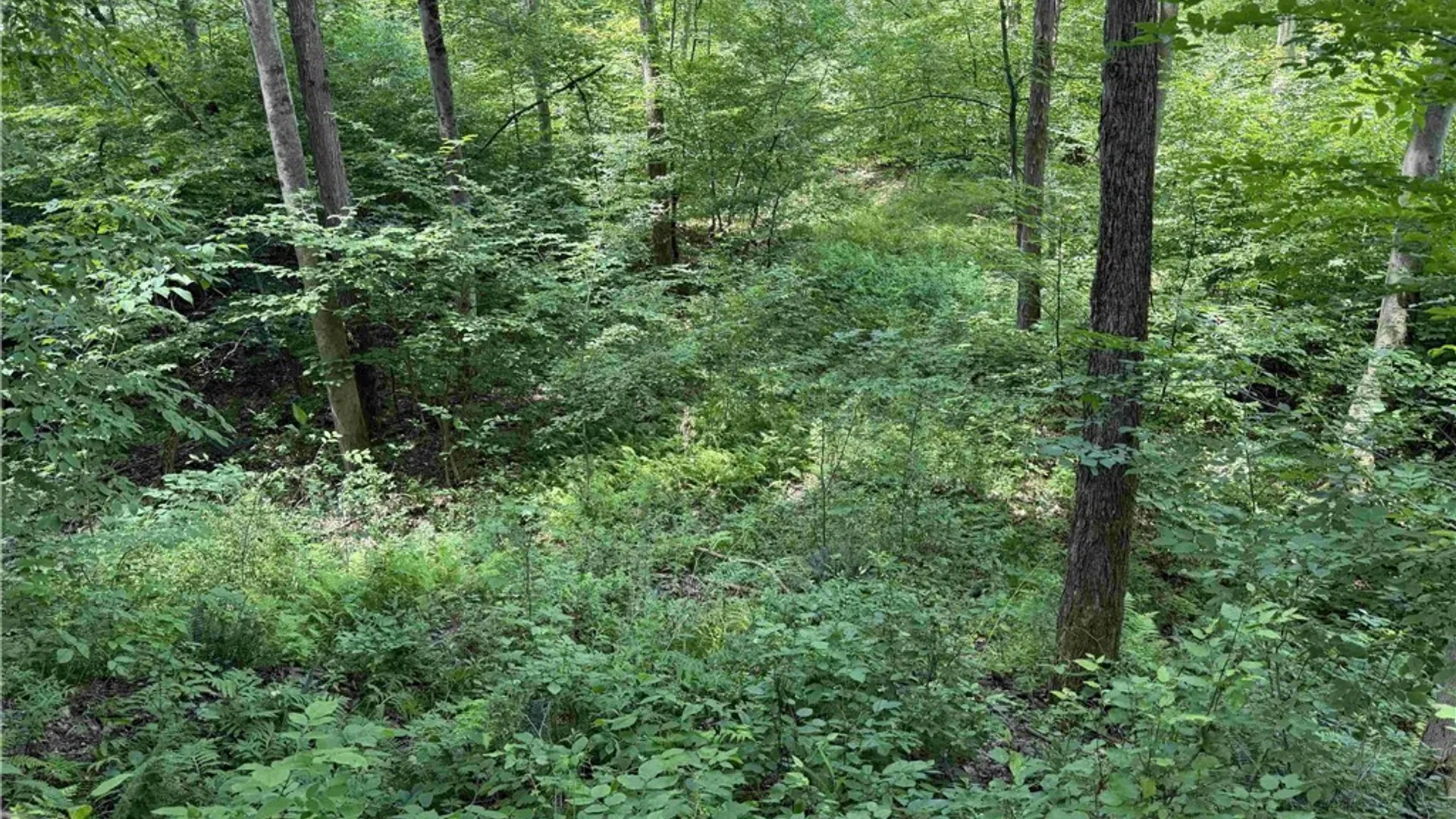 Property at Cr-17, Belfast, NY 14711 22