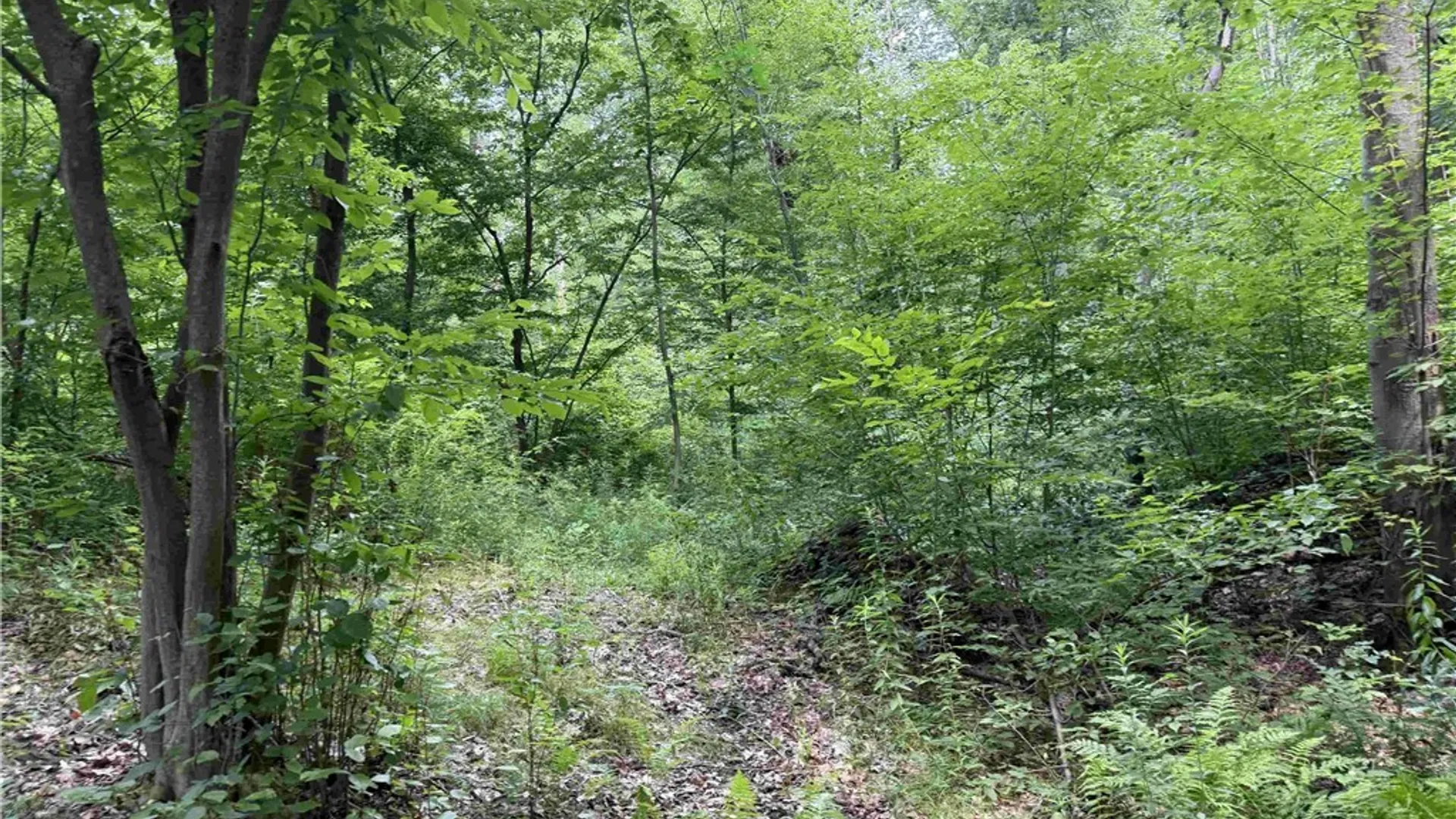 Property at Cr-17, Belfast, NY 14711 24