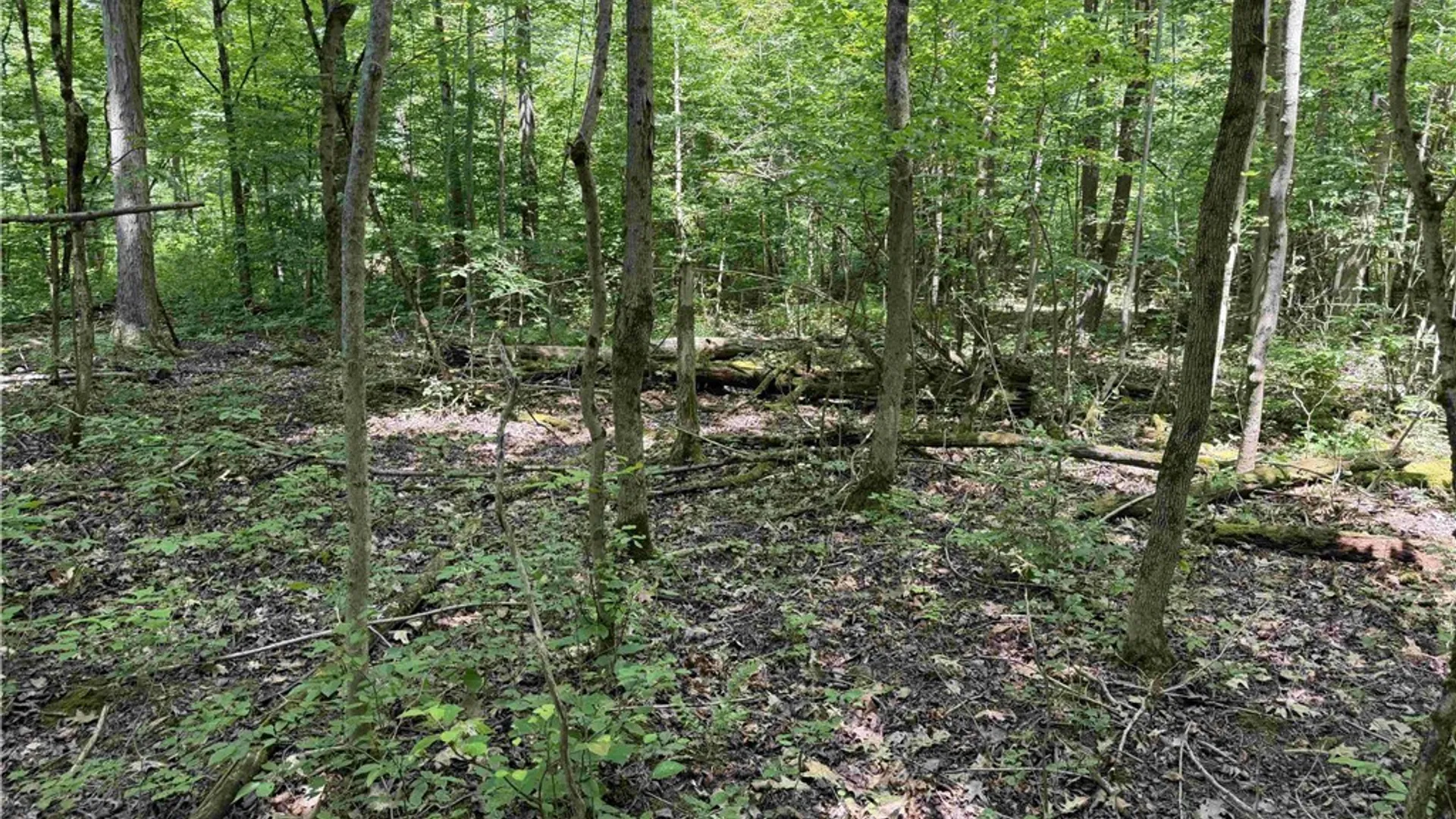 Property at Cr-17, Belfast, NY 14711 9