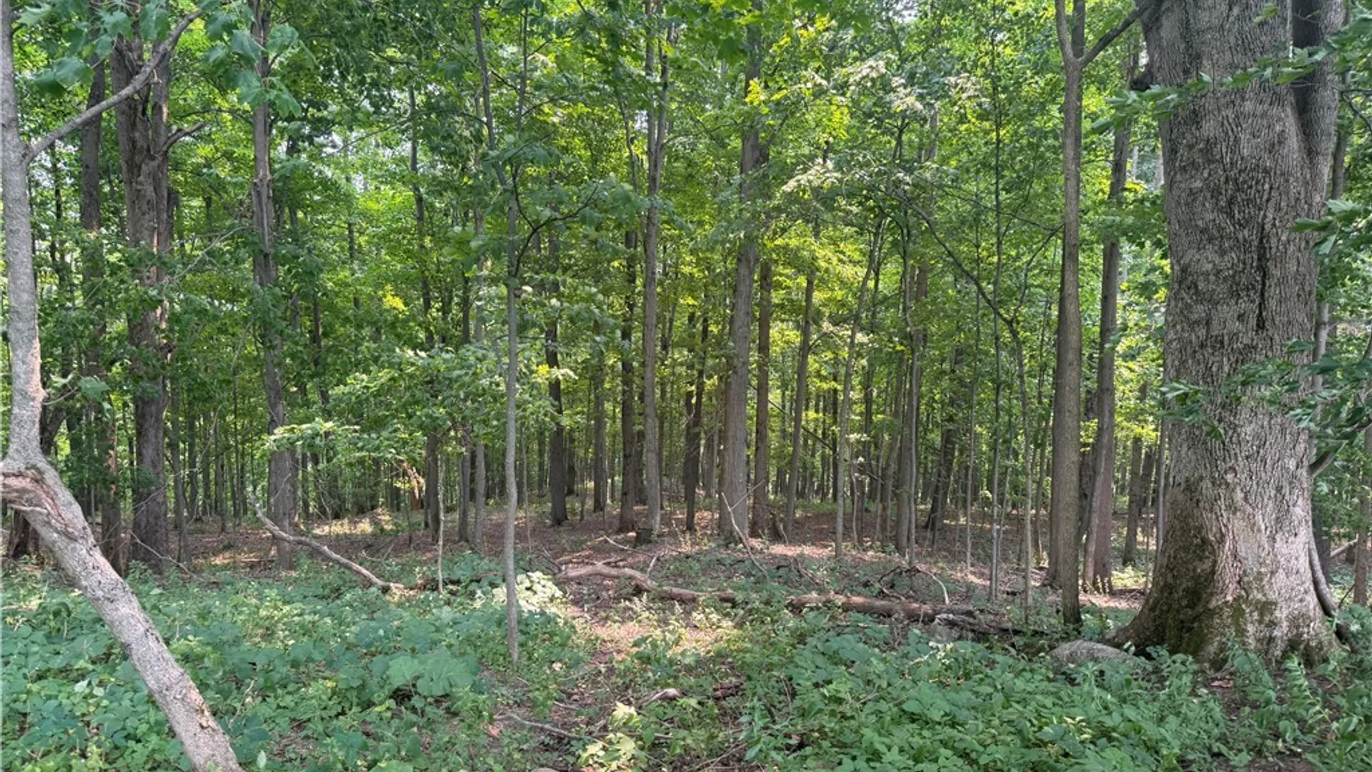 Property at Whiskey Lane, Turin, NY 13473 3