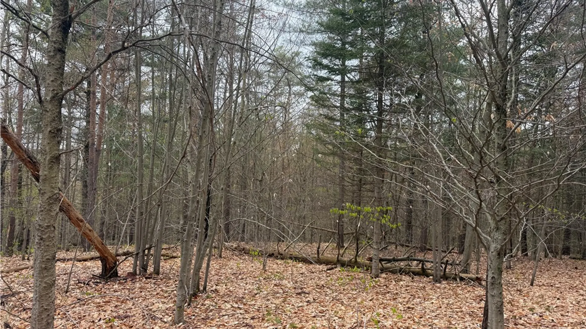 Property at Town Line Road, Lyonsdale, NY 13368 10