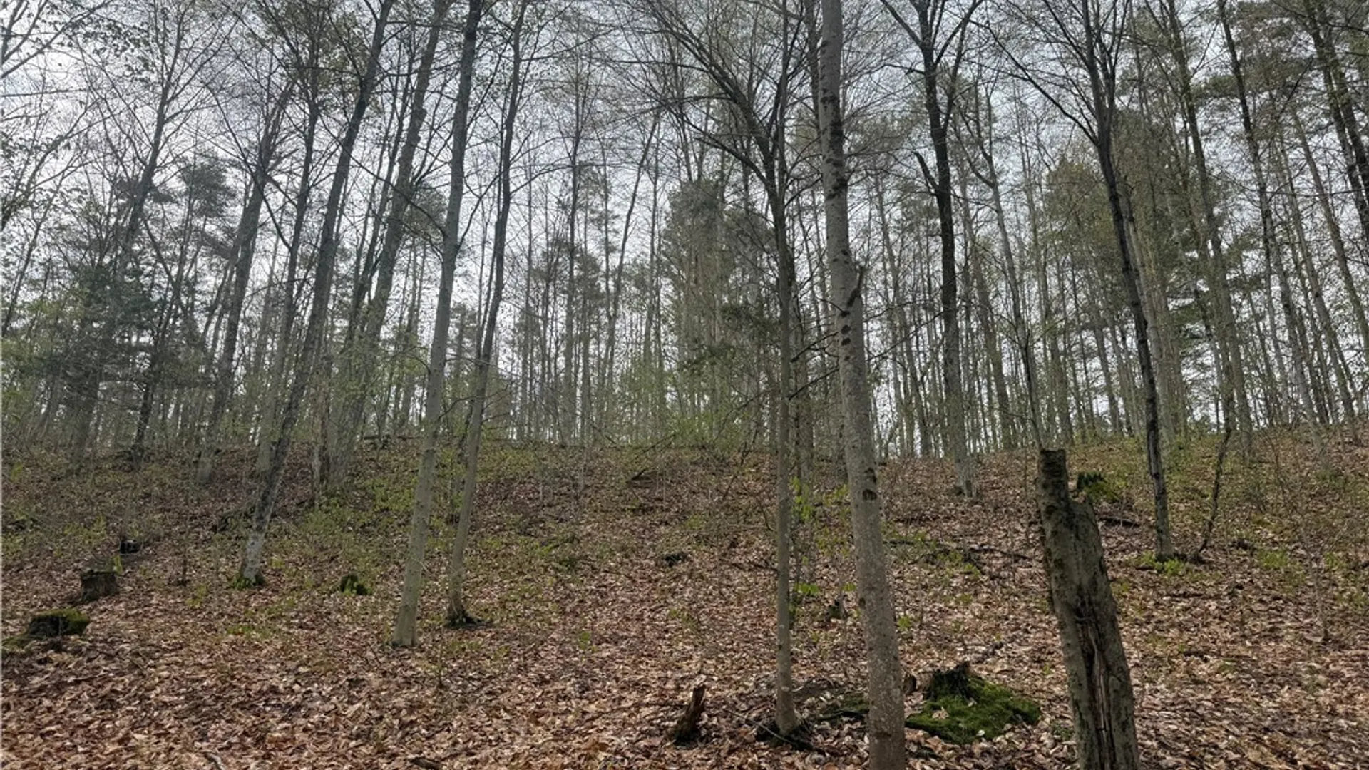 Property at Town Line Road, Lyonsdale, NY 13368 3