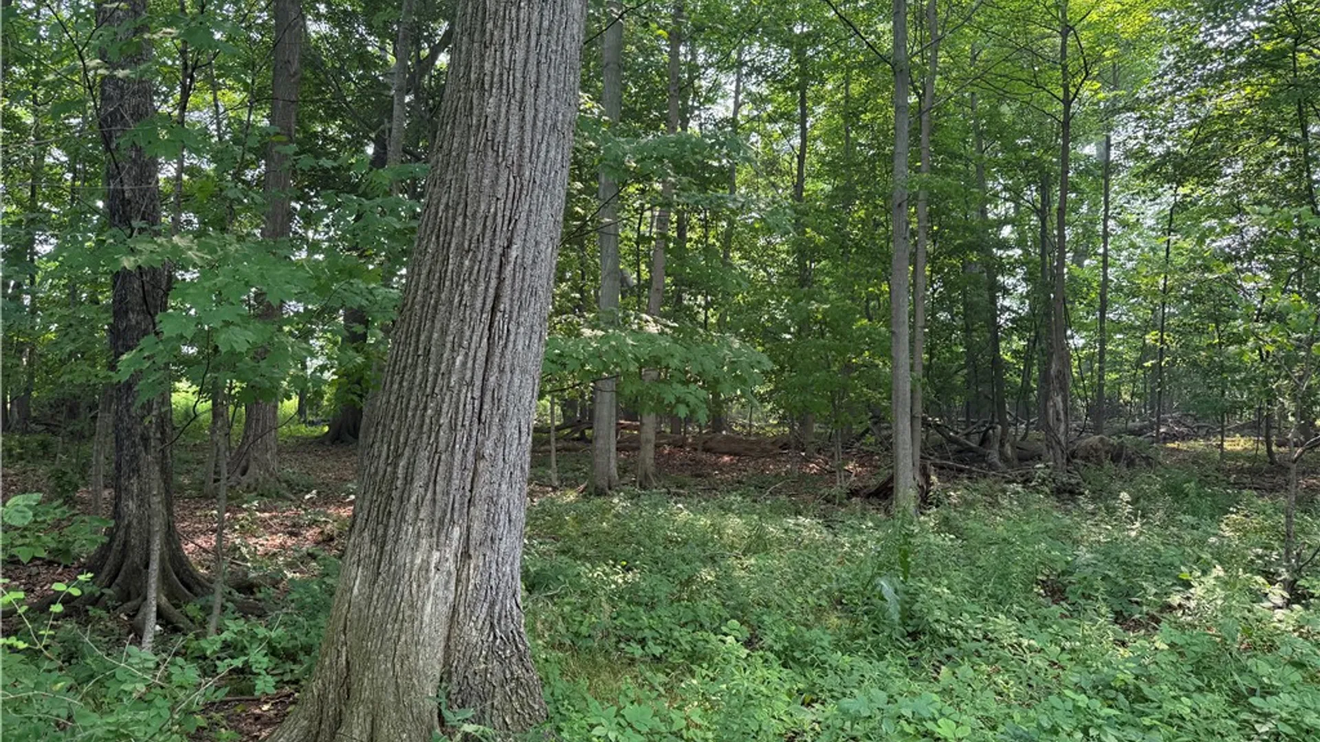 Property at 0 Wilson Ext Road, Carlton, NY 14411 2