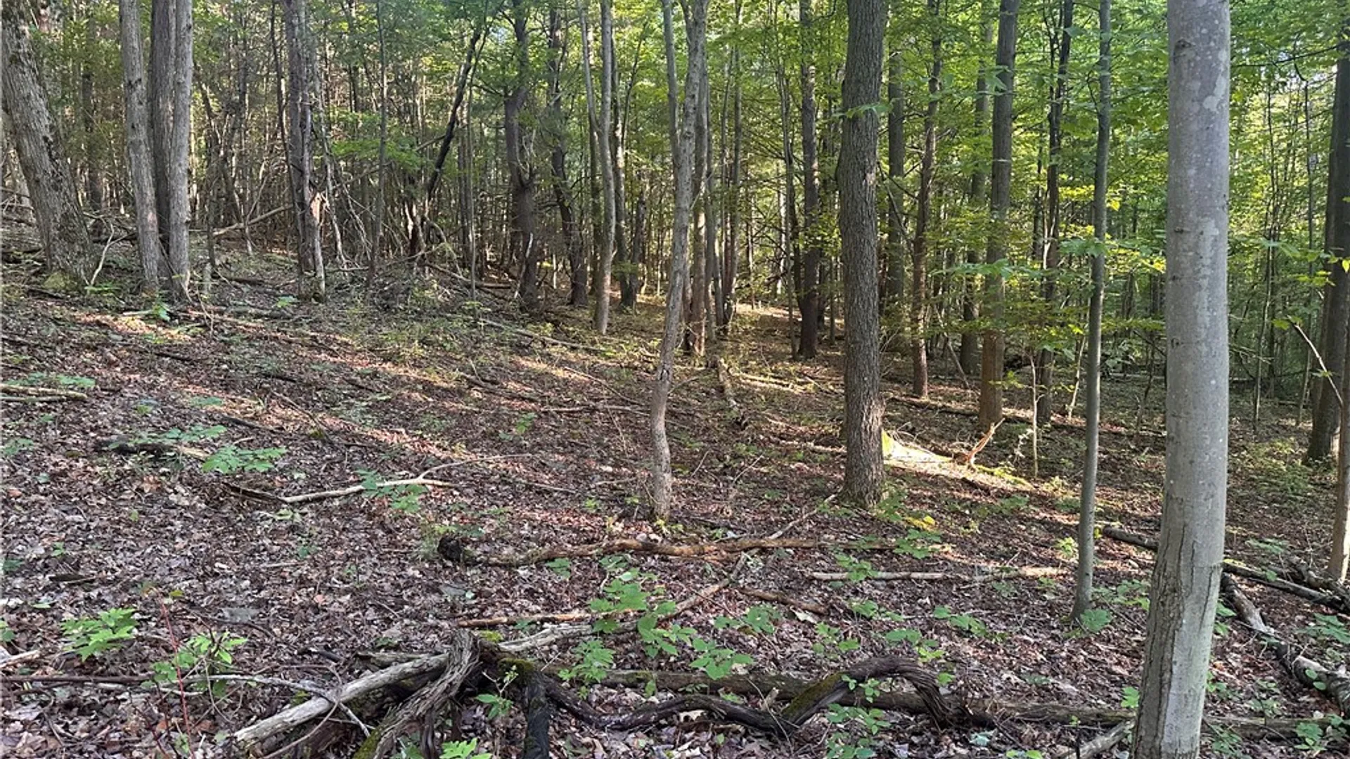 Property at 160 Martin Road, Italy, NY 14512 40