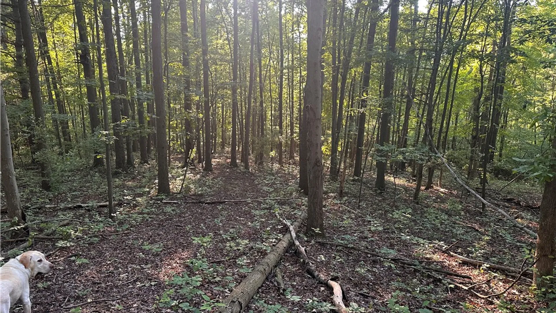 Property at 160 Martin Road, Italy, NY 14512 41