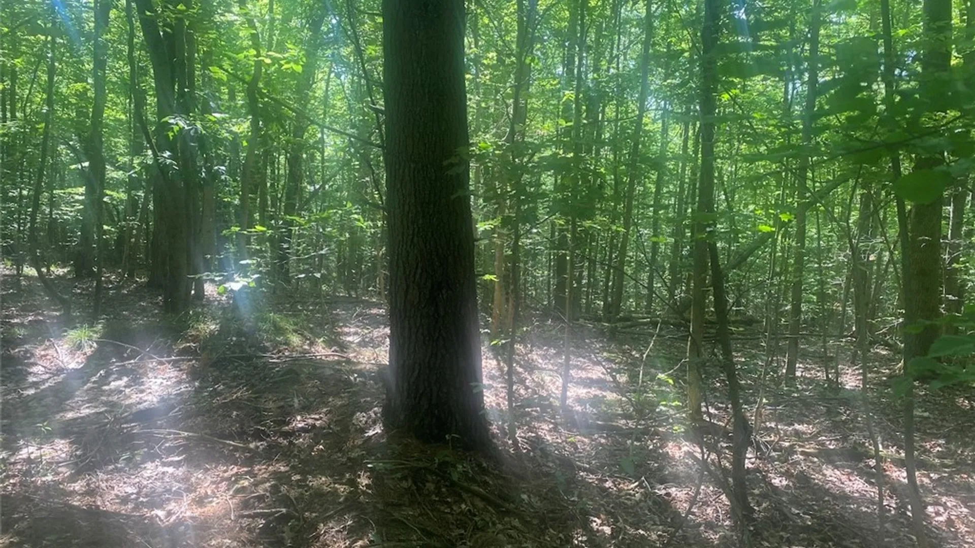 Property at Putt Brook Road, Ward, NY 14880 23