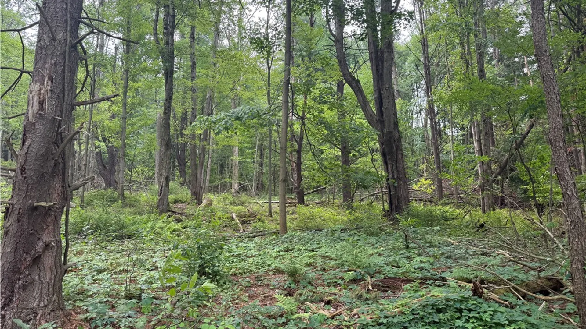 Property at 0 Ringwood Road, Dryden, NY 13068 10