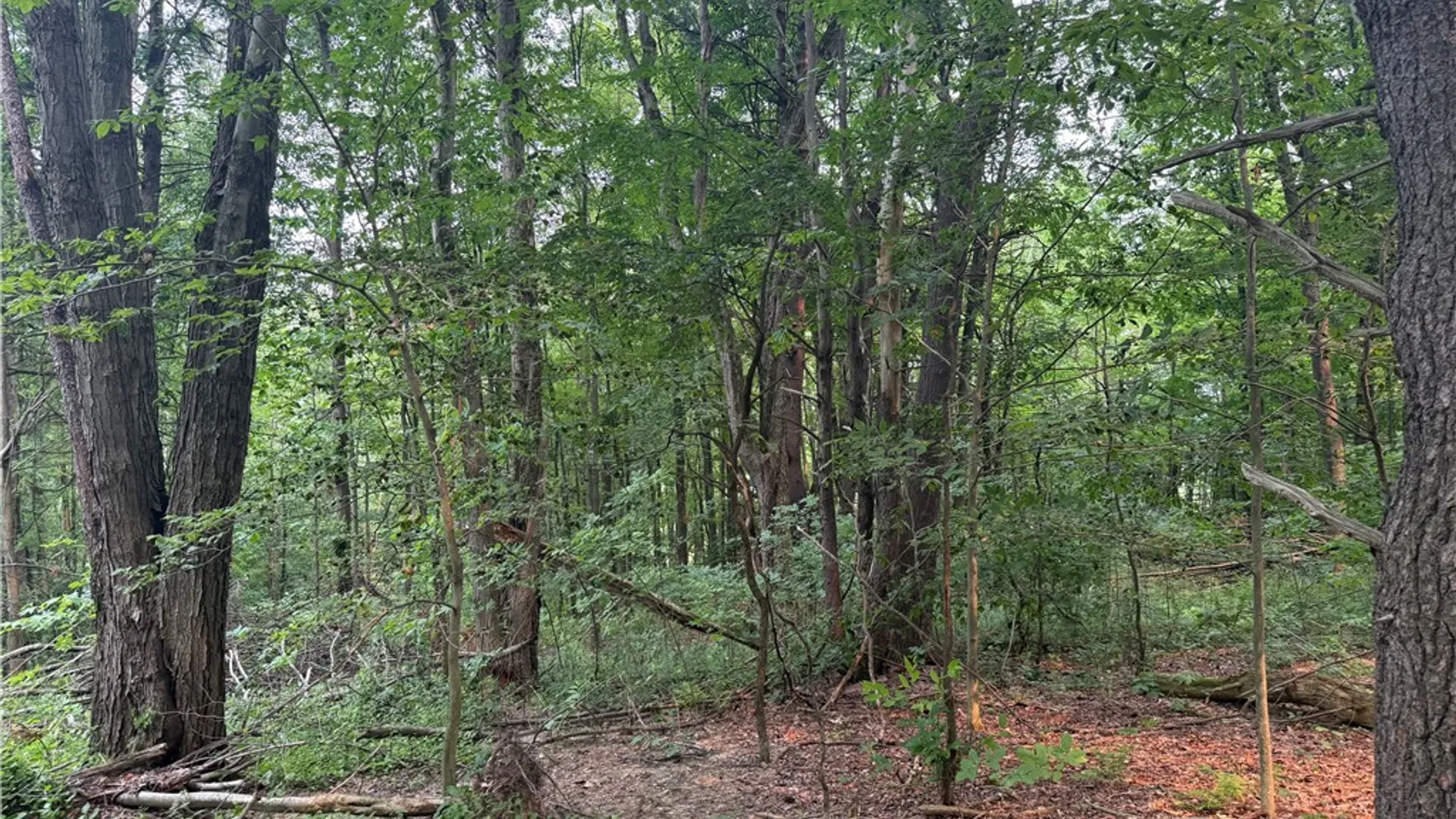 Property at 0 Ringwood Road, Dryden, NY 13068 11