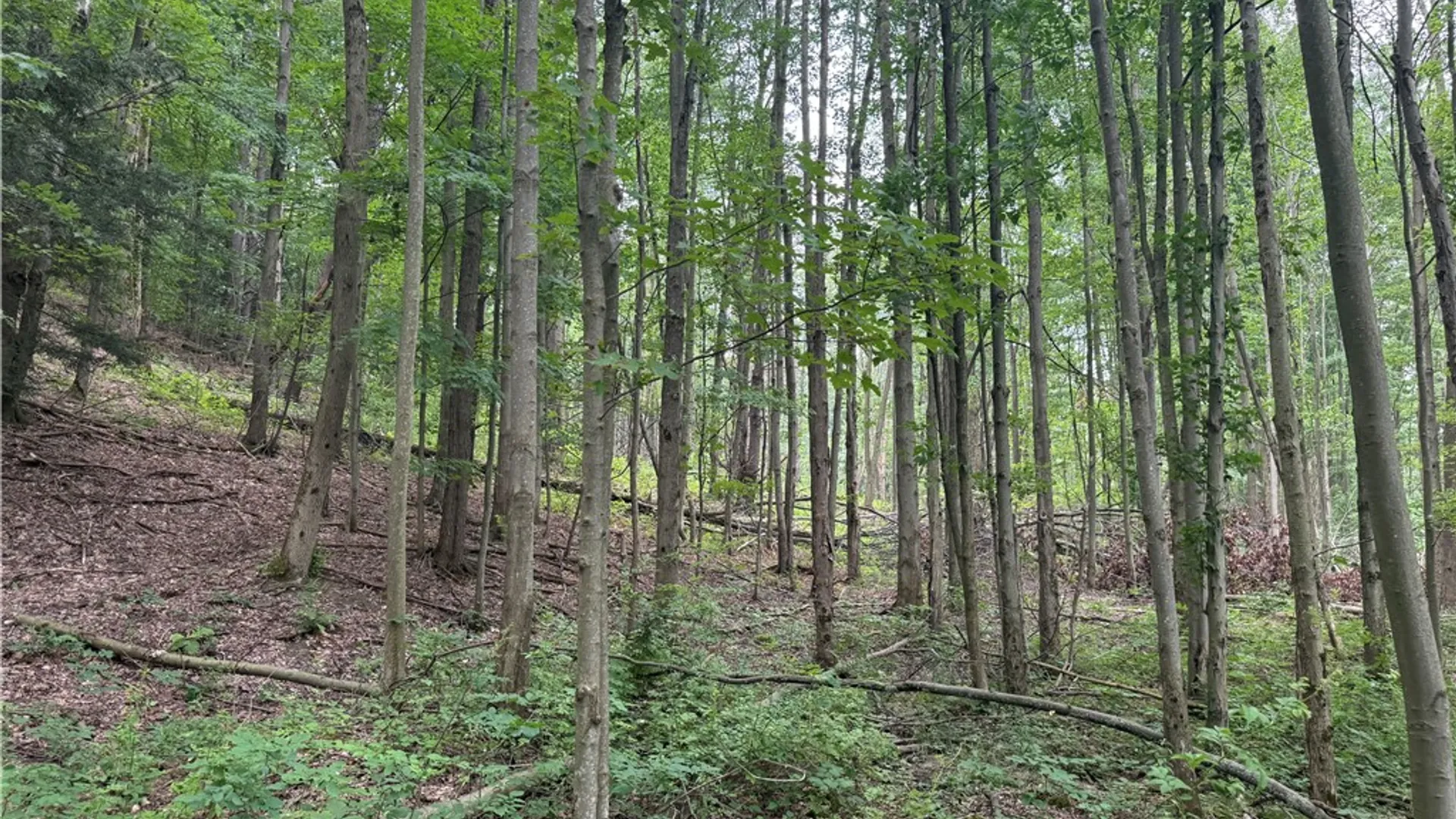 Property at 0 Ringwood Road, Dryden, NY 13068 16
