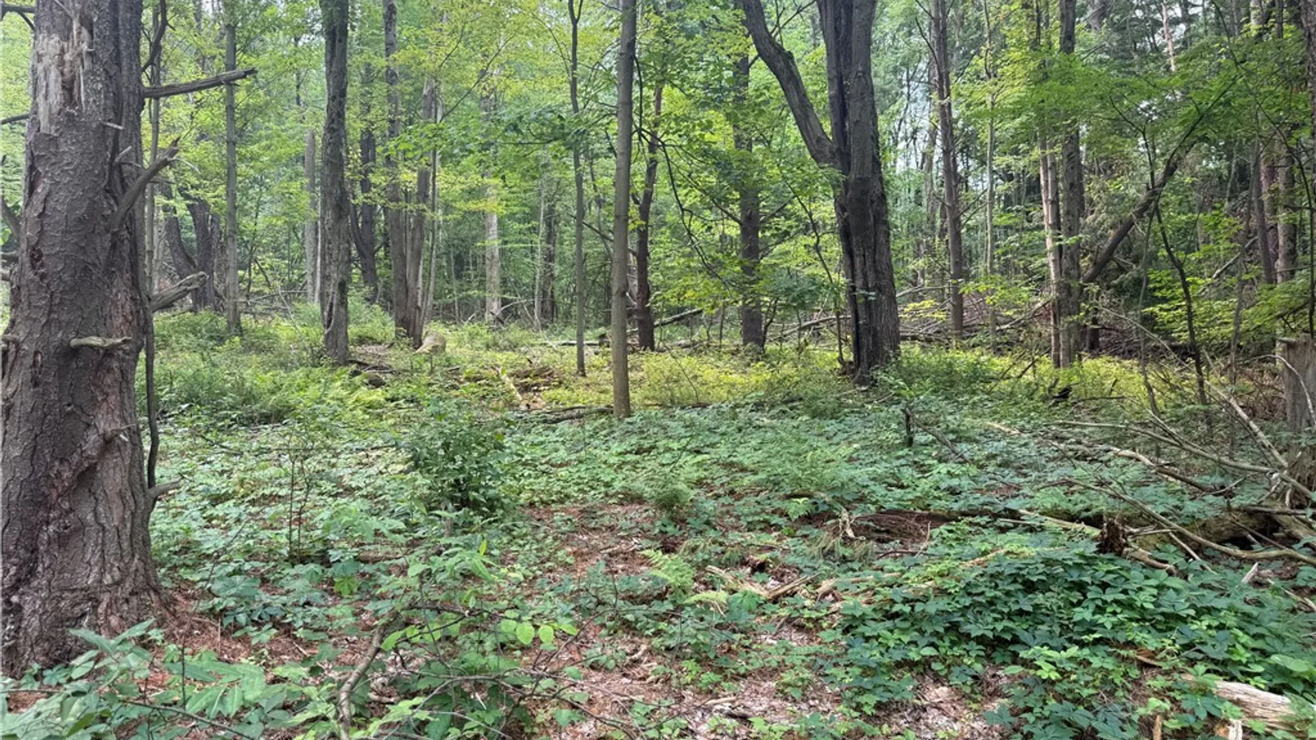 Property at 0 Ringwood Road, Dryden, NY 13068 18