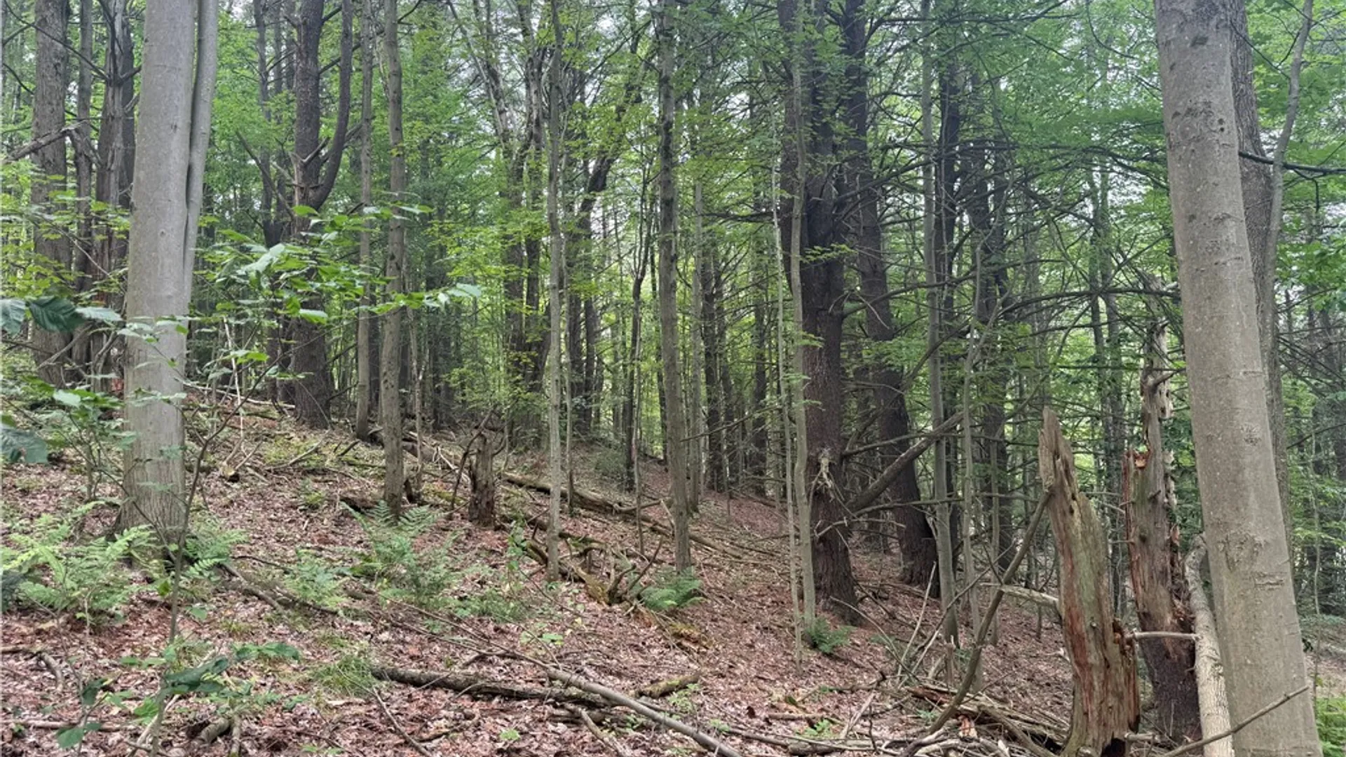 Property at 0 Ringwood Road, Dryden, NY 13068 19