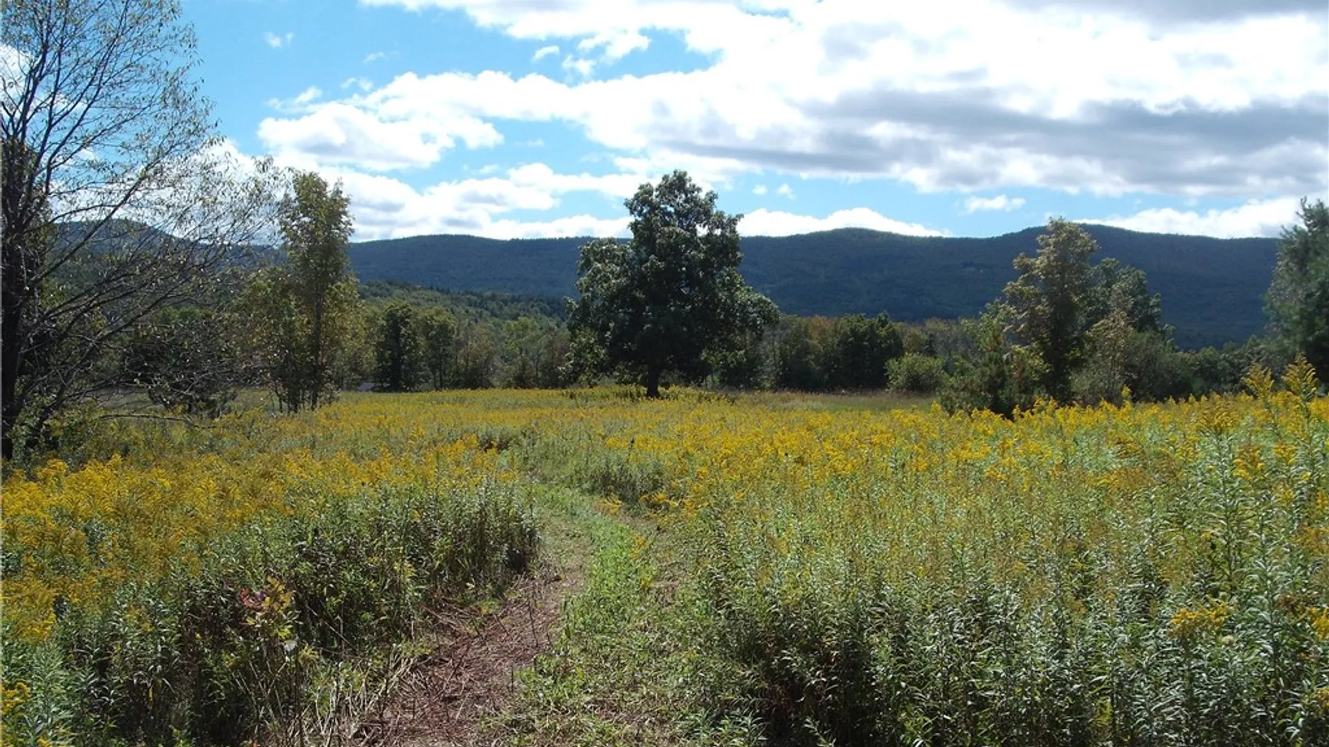 Property at 169 Hughes Road, Conesville, NY 12076 45