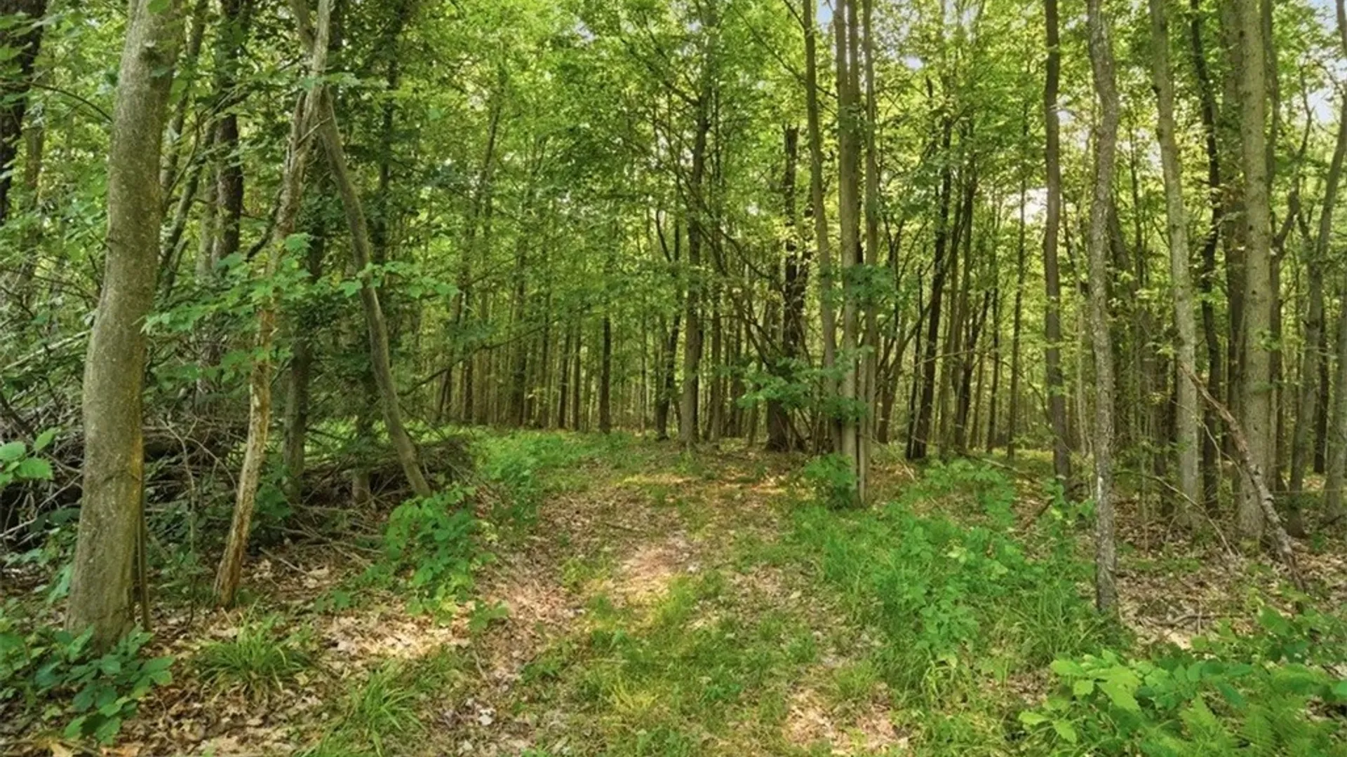 Property at 0 Leach Hill Road, Ellington, NY 14747 5