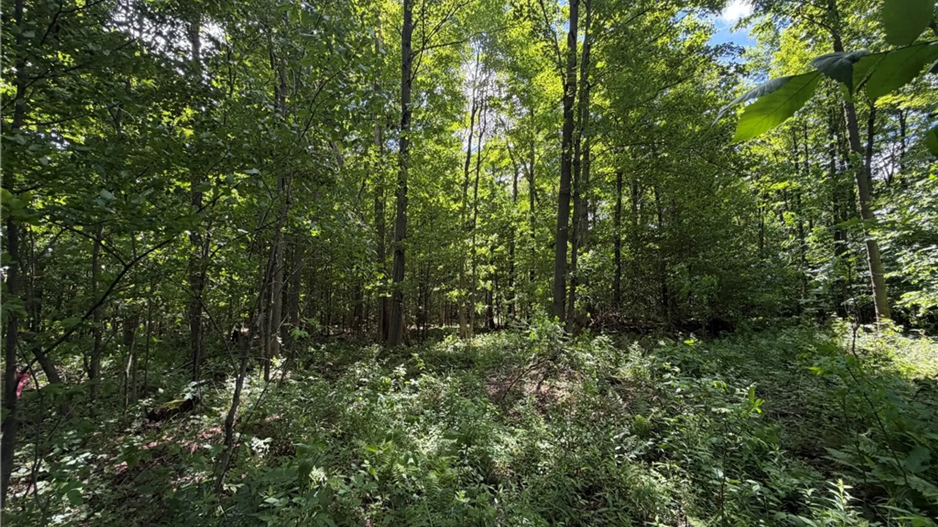 Property at 0 Stockton Road, Stockton, NY 14784 6