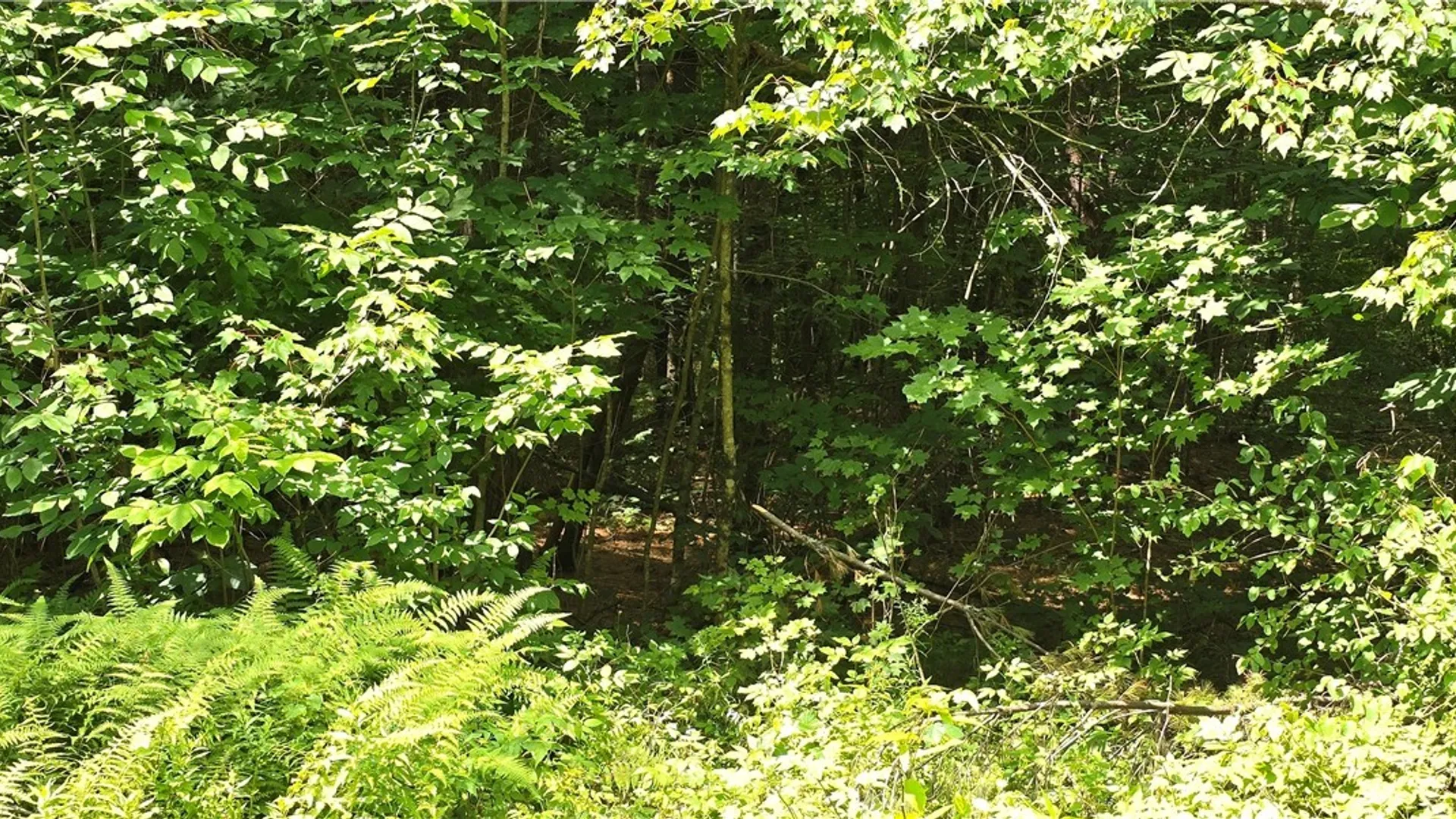 Property at Stone Road, Pitcairn, NY 13648 2