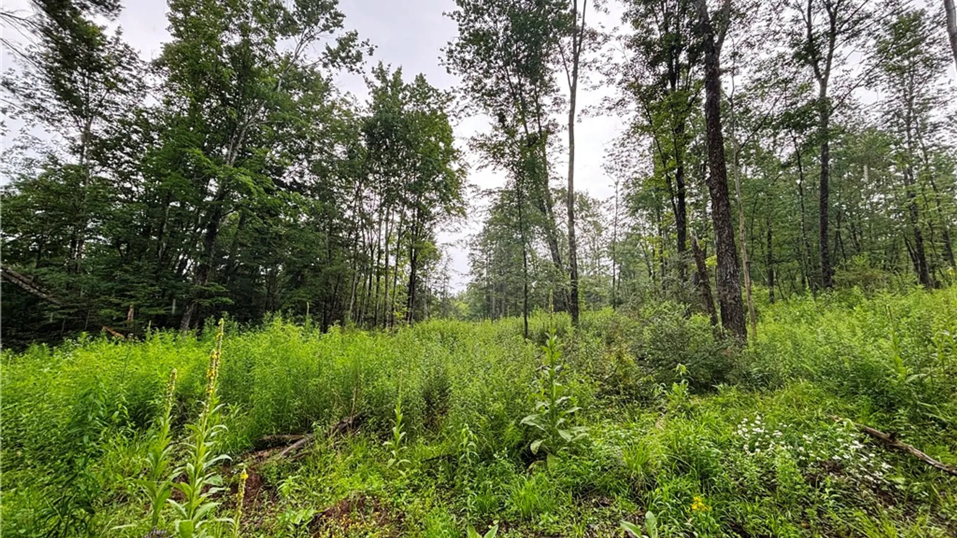 Property at Lot #44 Rt-23, Harpersfield, NY 13786 11