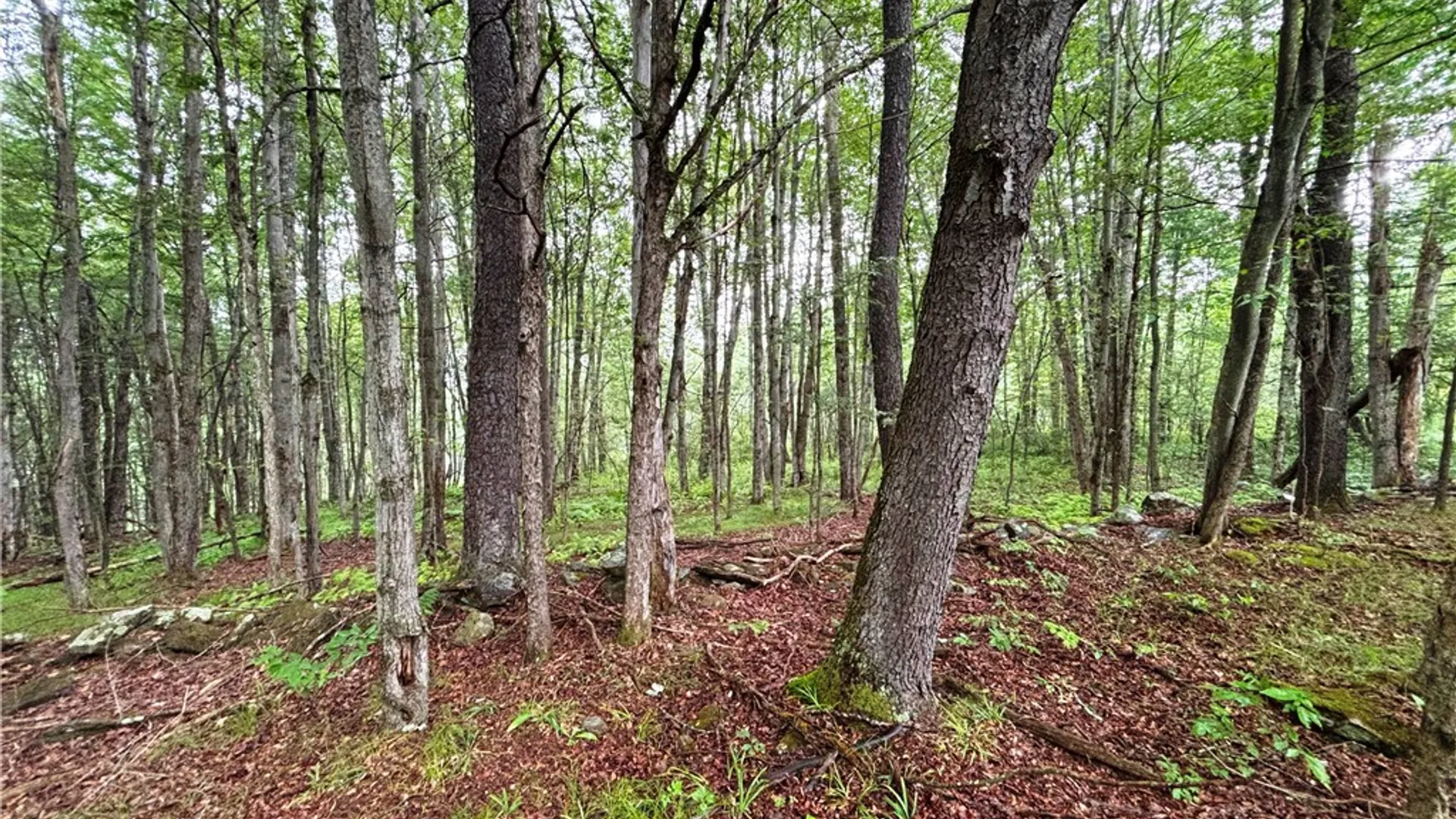 Property at Lot #44 State Highway 23, Harpersfield, NY 13786 14