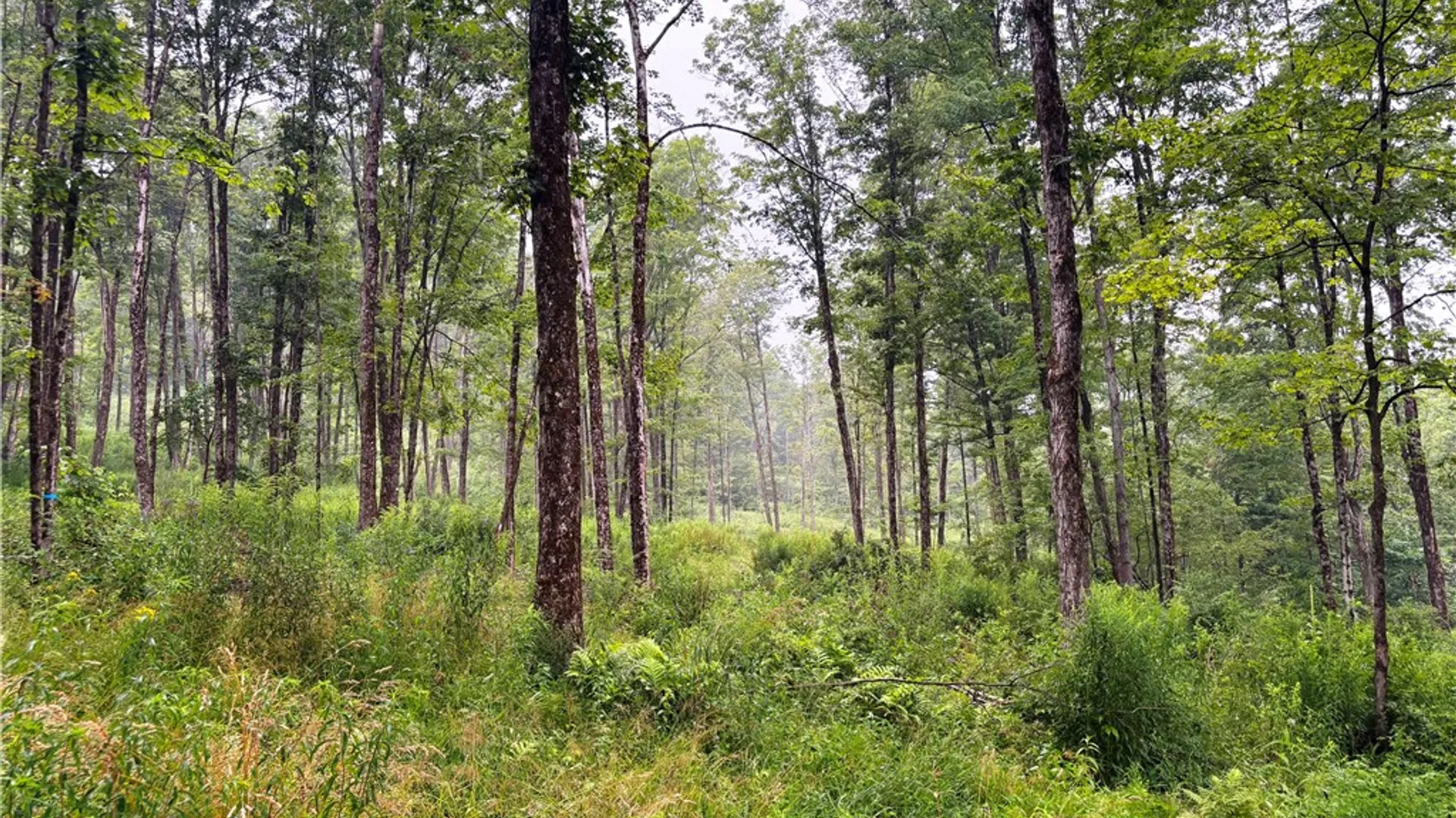 Property at Lot #44 Rt-23, Harpersfield, NY 13786 21