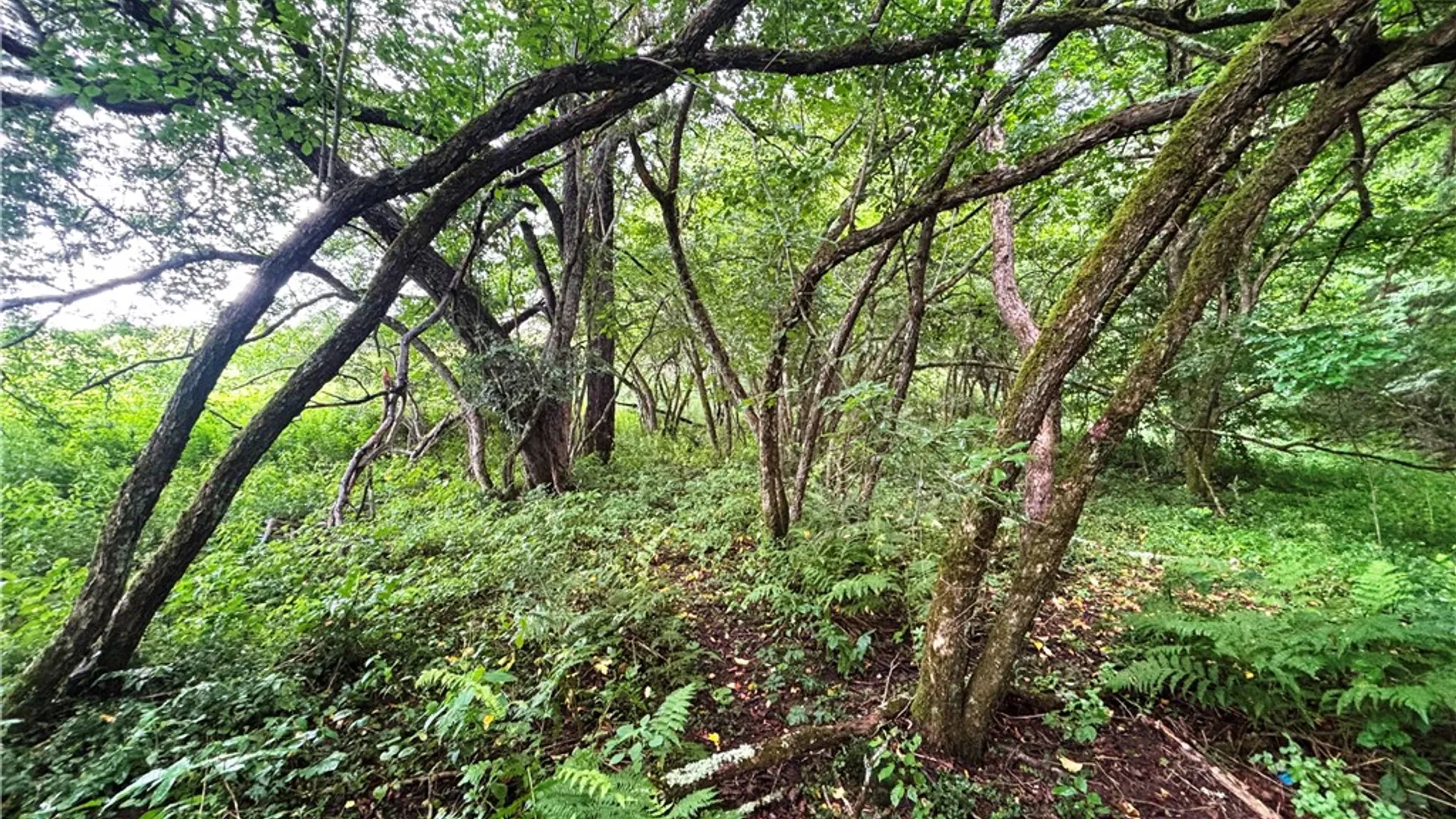 Property at Lot #44 Rt-23, Harpersfield, NY 13786 28
