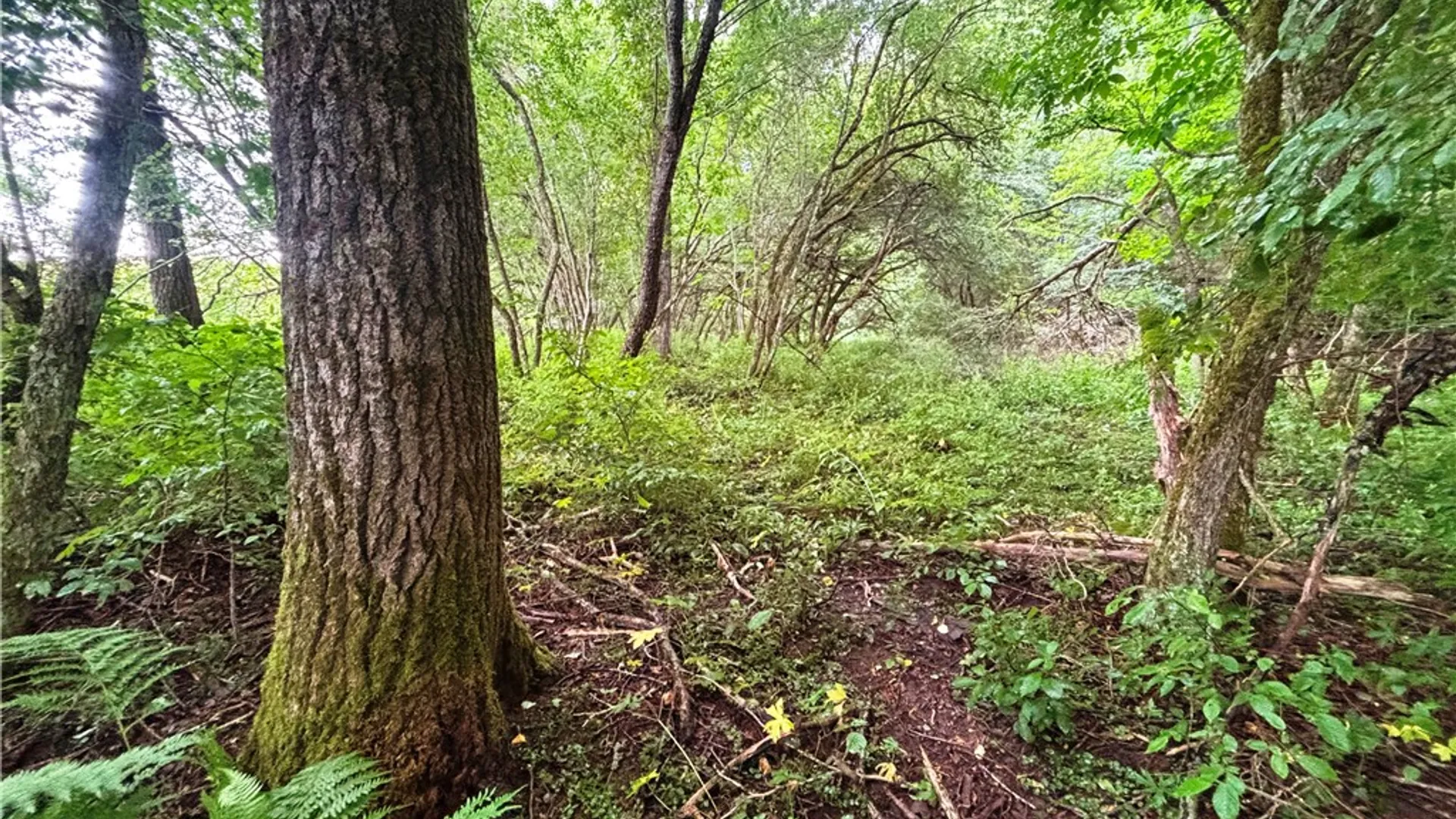 Property at Lot #44 Rt-23, Harpersfield, NY 13786 29