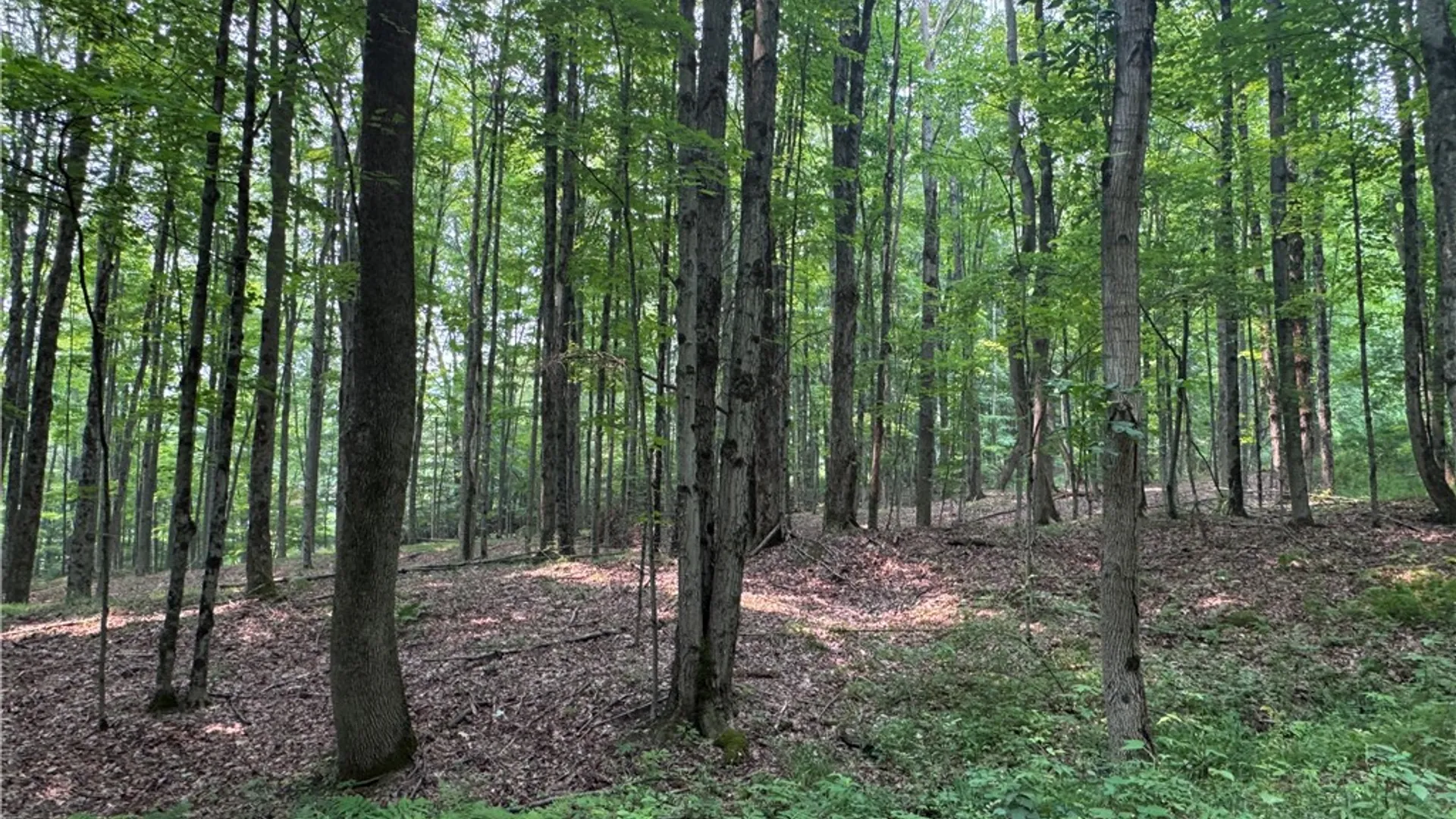 Property at 2446 Red Fox Road, Portville, NY 14770 40