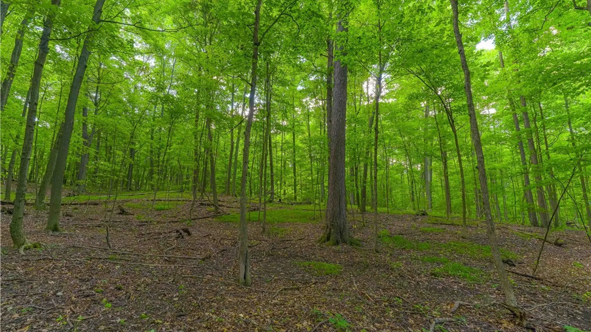 Property at 10180 State Route 230, Wayne, NY 14840 41