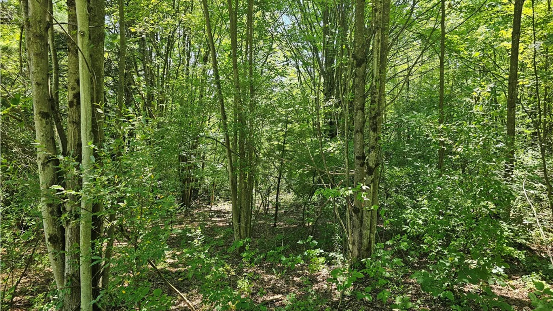 Property at 319 Reniff Road, Baldwin, NY 14859 31
