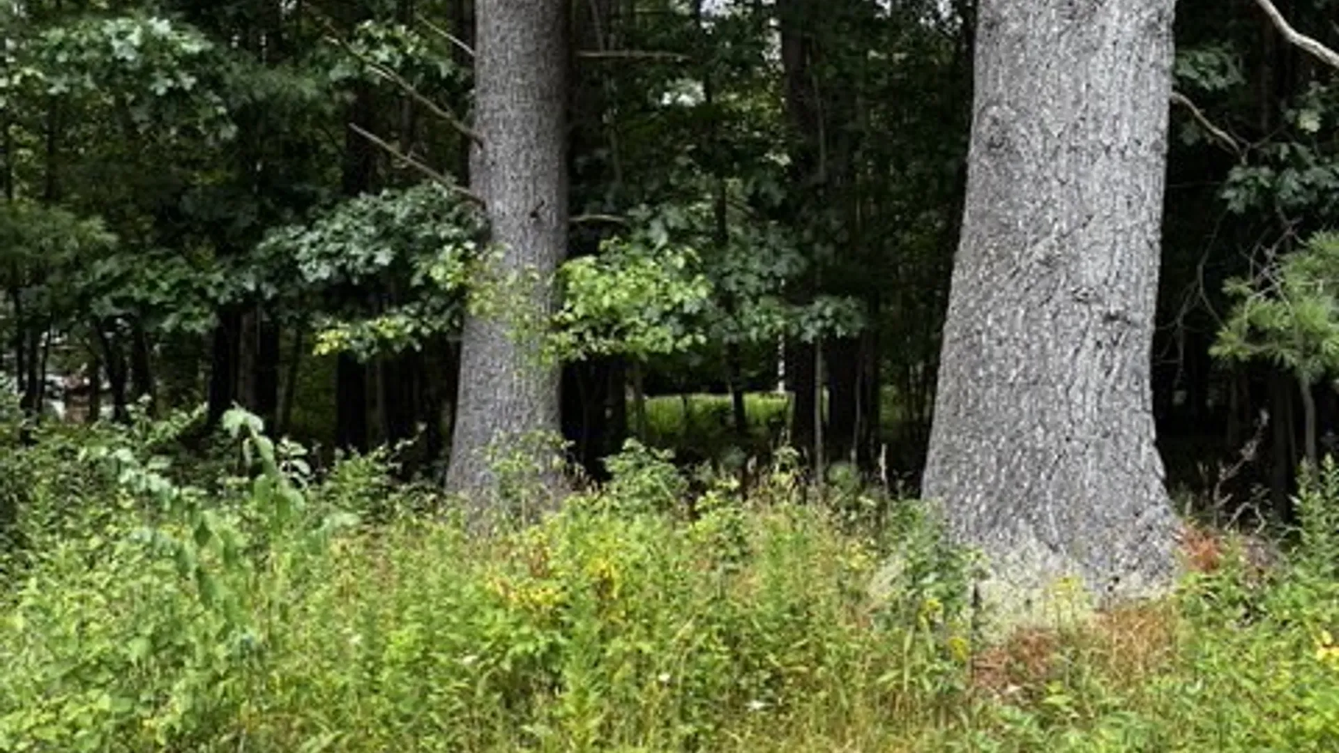 Property at 2615 N Nine Mile, Allegany, NY 14706 4