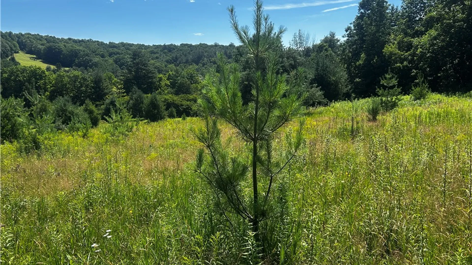Property at Mary Brown Hill Road, Laurens, NY 13796 11