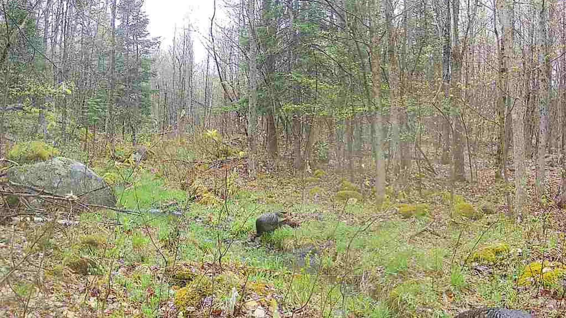 Property at 556 Beebe Road, Hopkinton, NY 12965 45