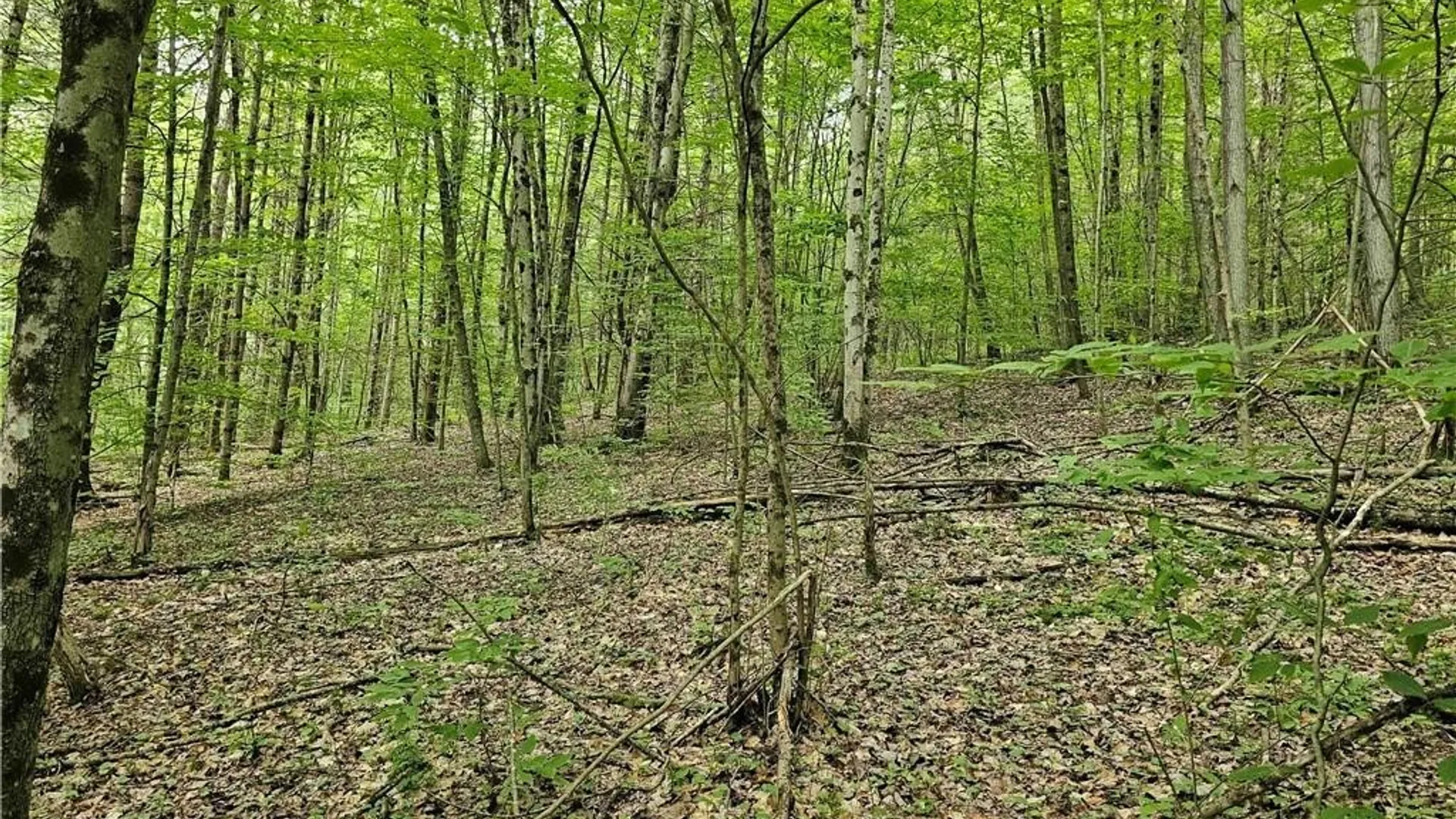Property at 155 Catatonk Hill Road, Candor, NY 13743 21