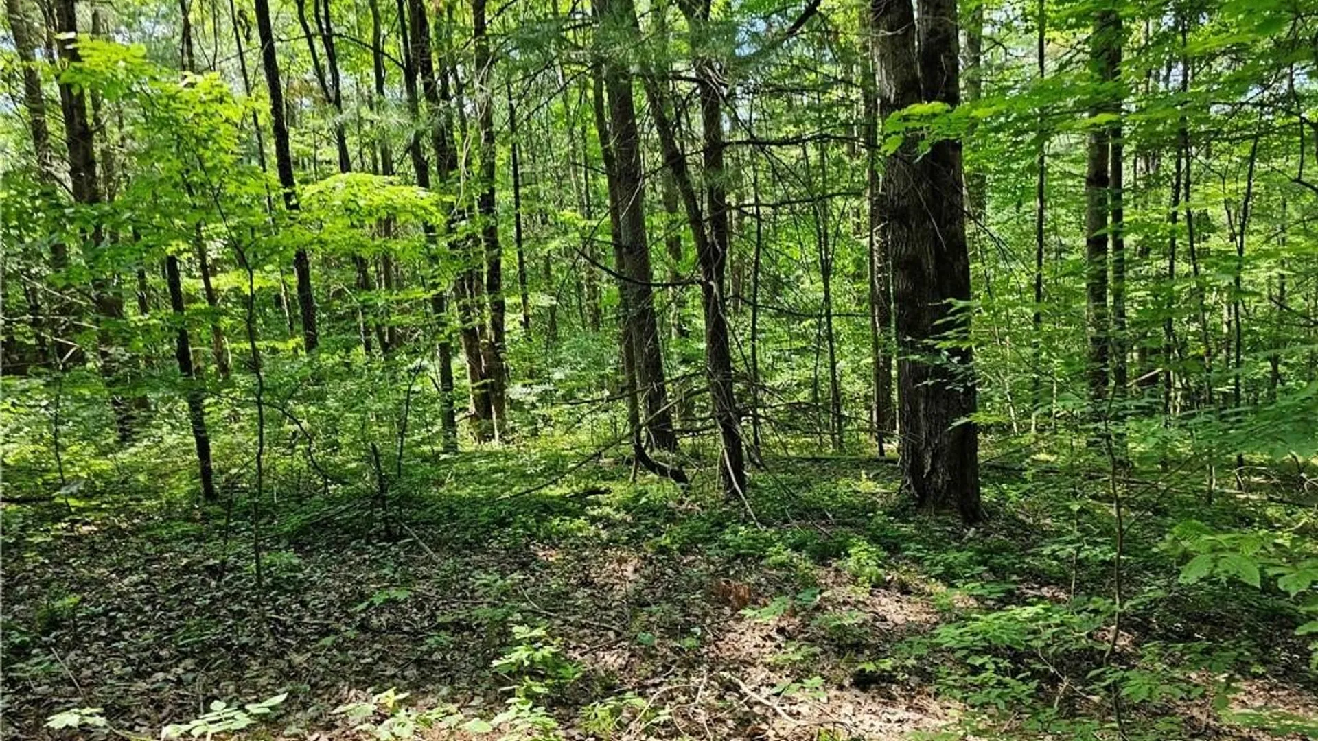 Property at 155 Catatonk Hill Road, Candor, NY 13743 31