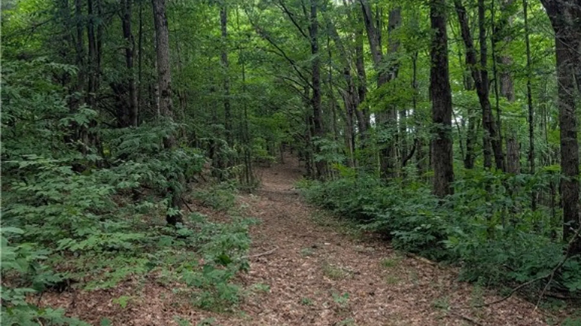 Property at 75 Paxton Lane, Candor, NY 13743 35