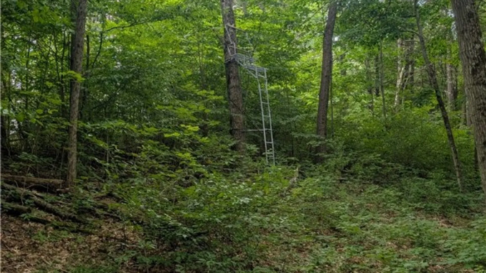 Property at 75 Paxton Lane, Candor, NY 13743 37