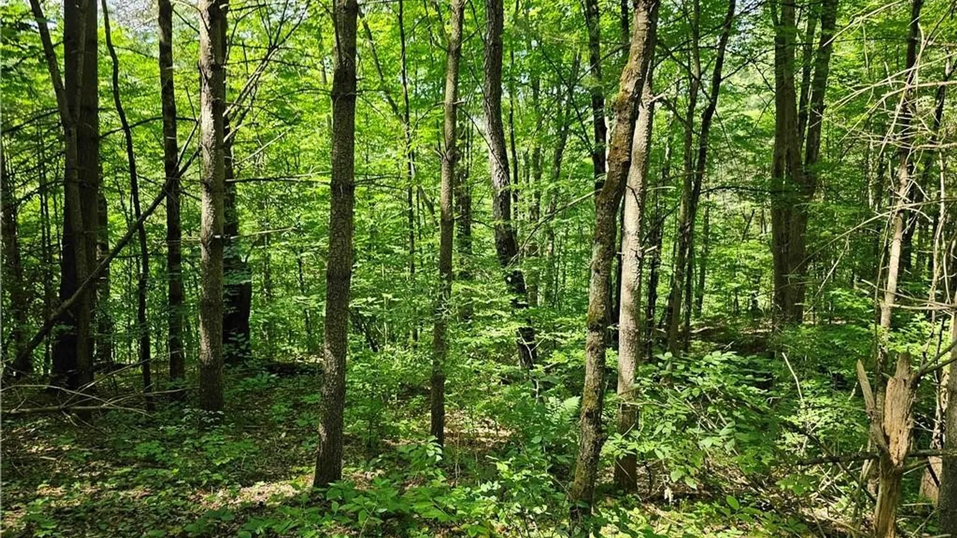 Property at 155 Catatonk Hill Road, Candor, NY 13743 27