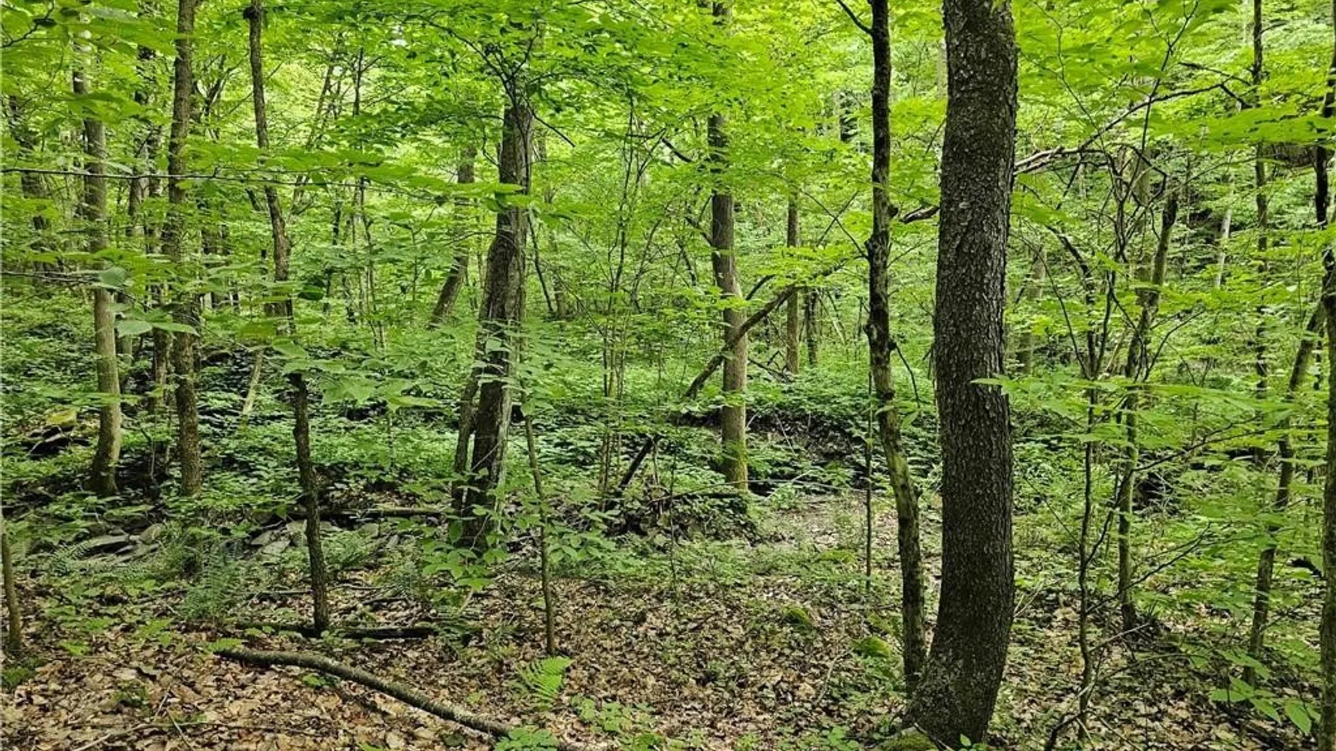 Property at 155 Catatonk Hill Road, Candor, NY 13743 37