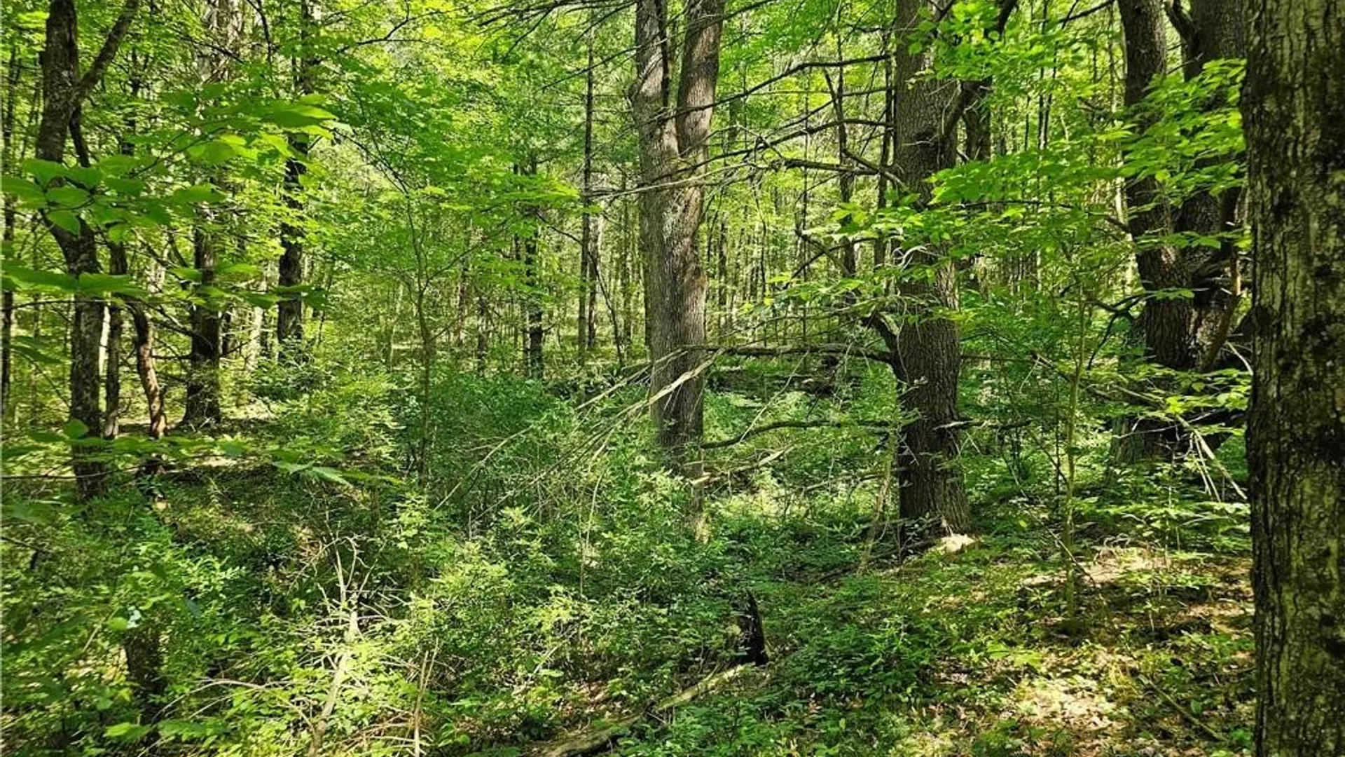 Property at 155 Catatonk Hill Road, Candor, NY 13743 41