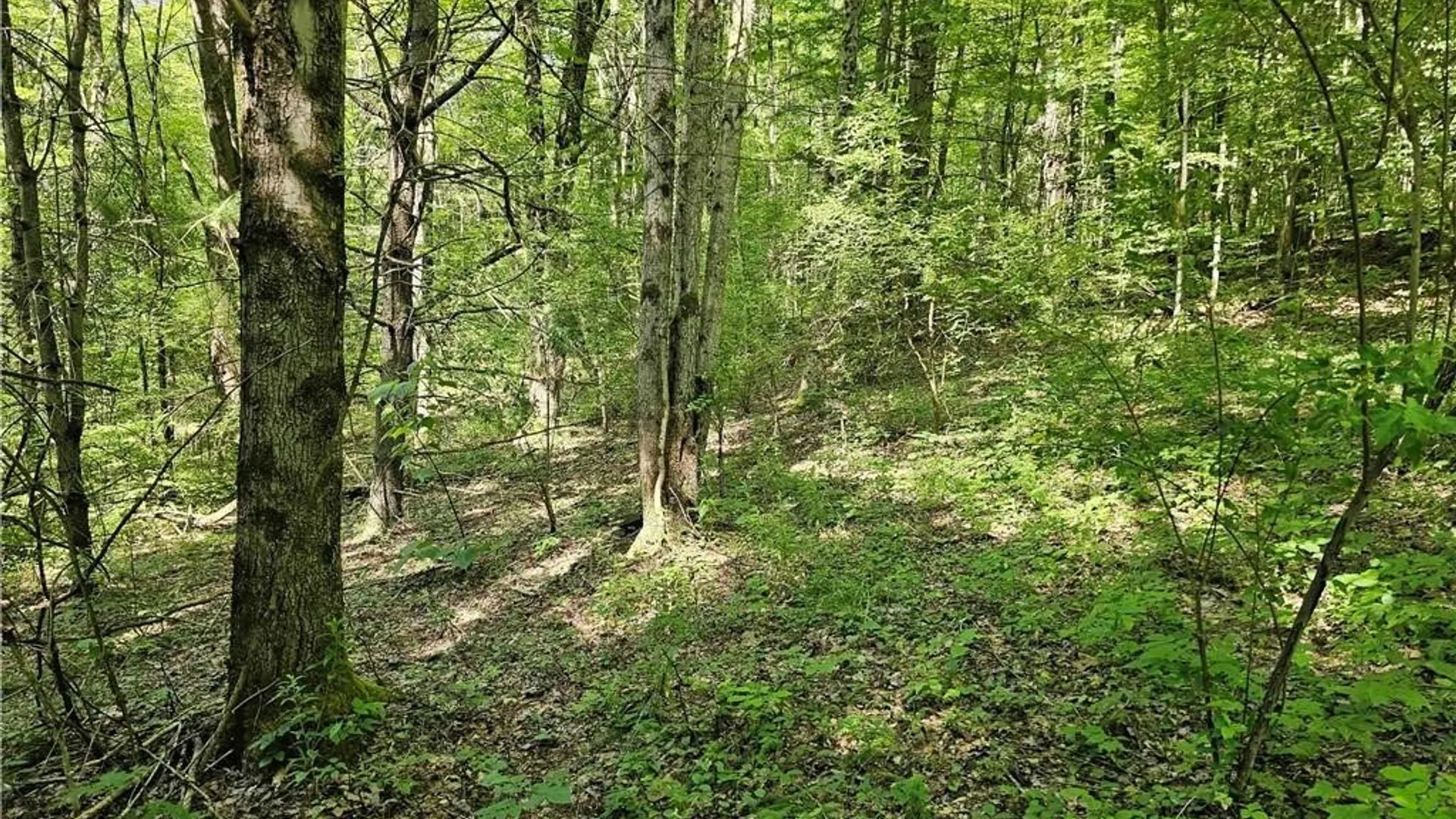 Property at 155 Catatonk Hill Road, Candor, NY 13743 42