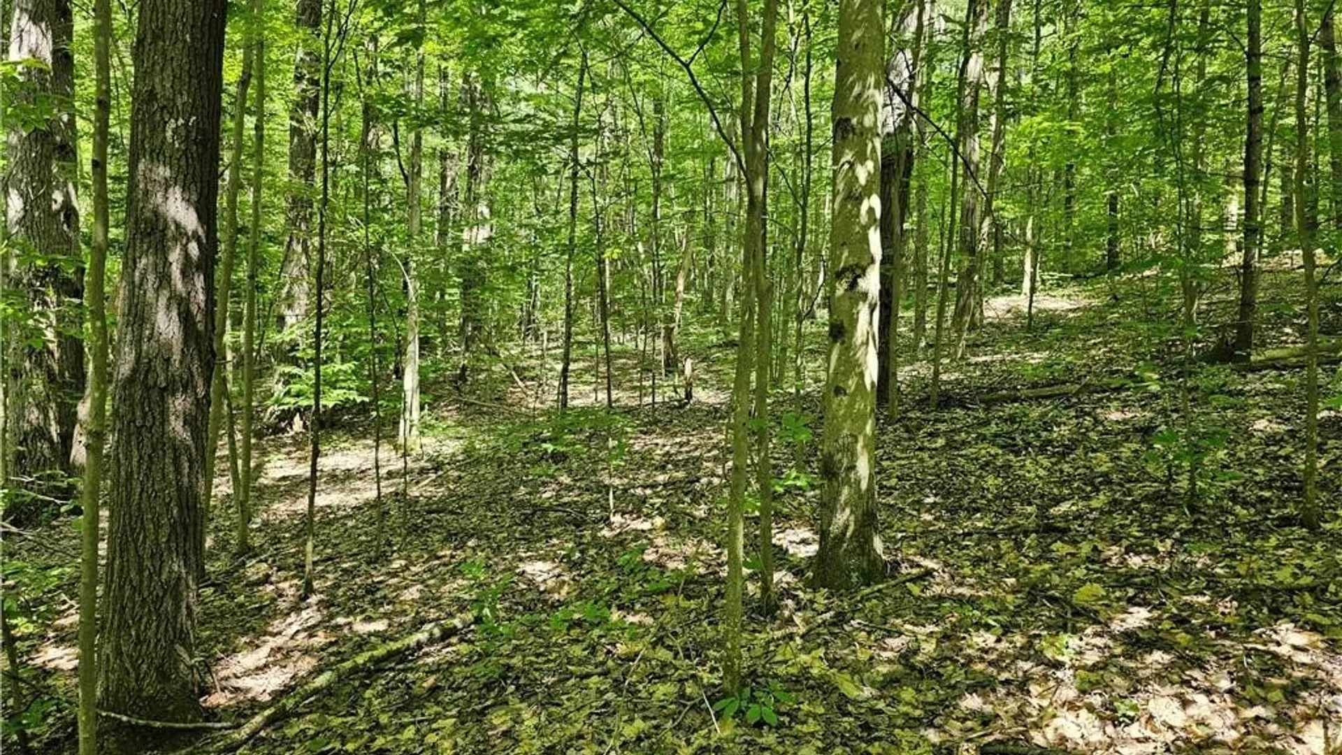 Property at 155 Catatonk Hill Road, Candor, NY 13743 43