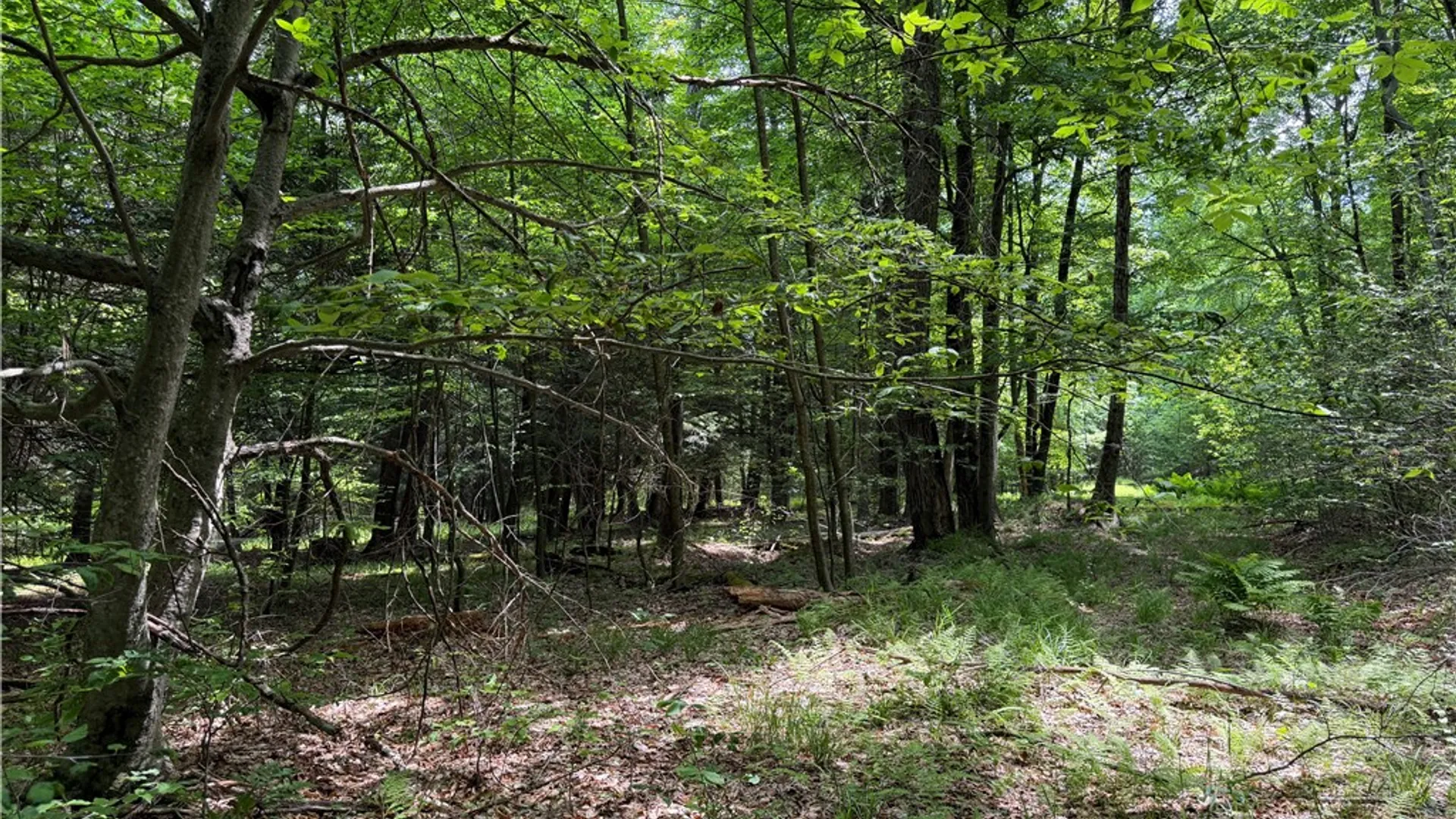 Property at VL 106 Road, Alma, NY 14708 23