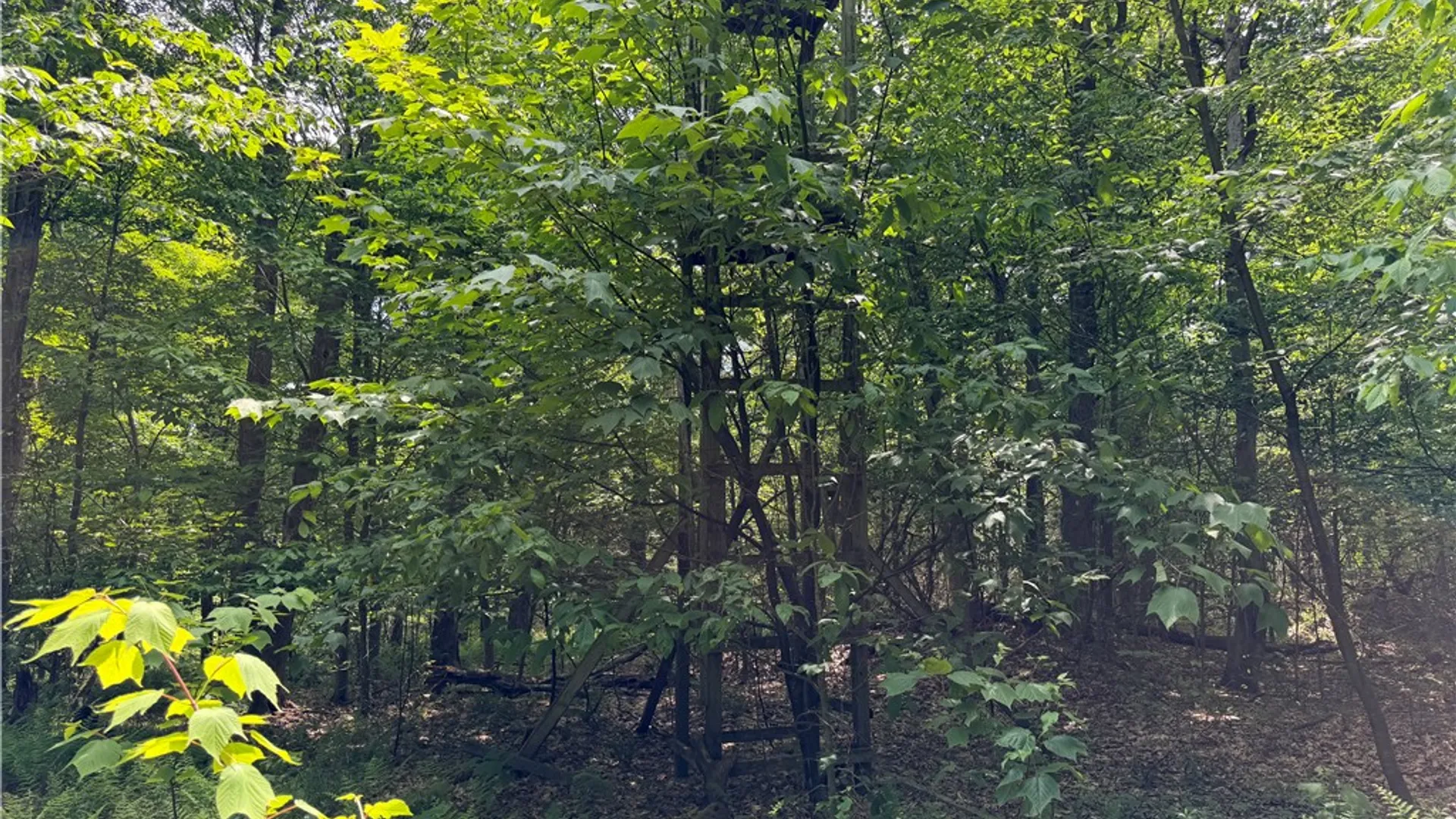 Property at VL 106 Road, Alma, NY 14708 29