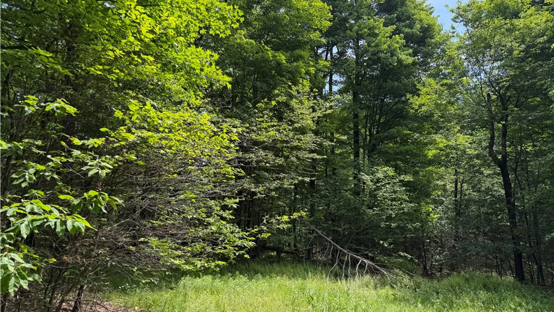 Property at VL 106 Road, Alma, NY 14708 6