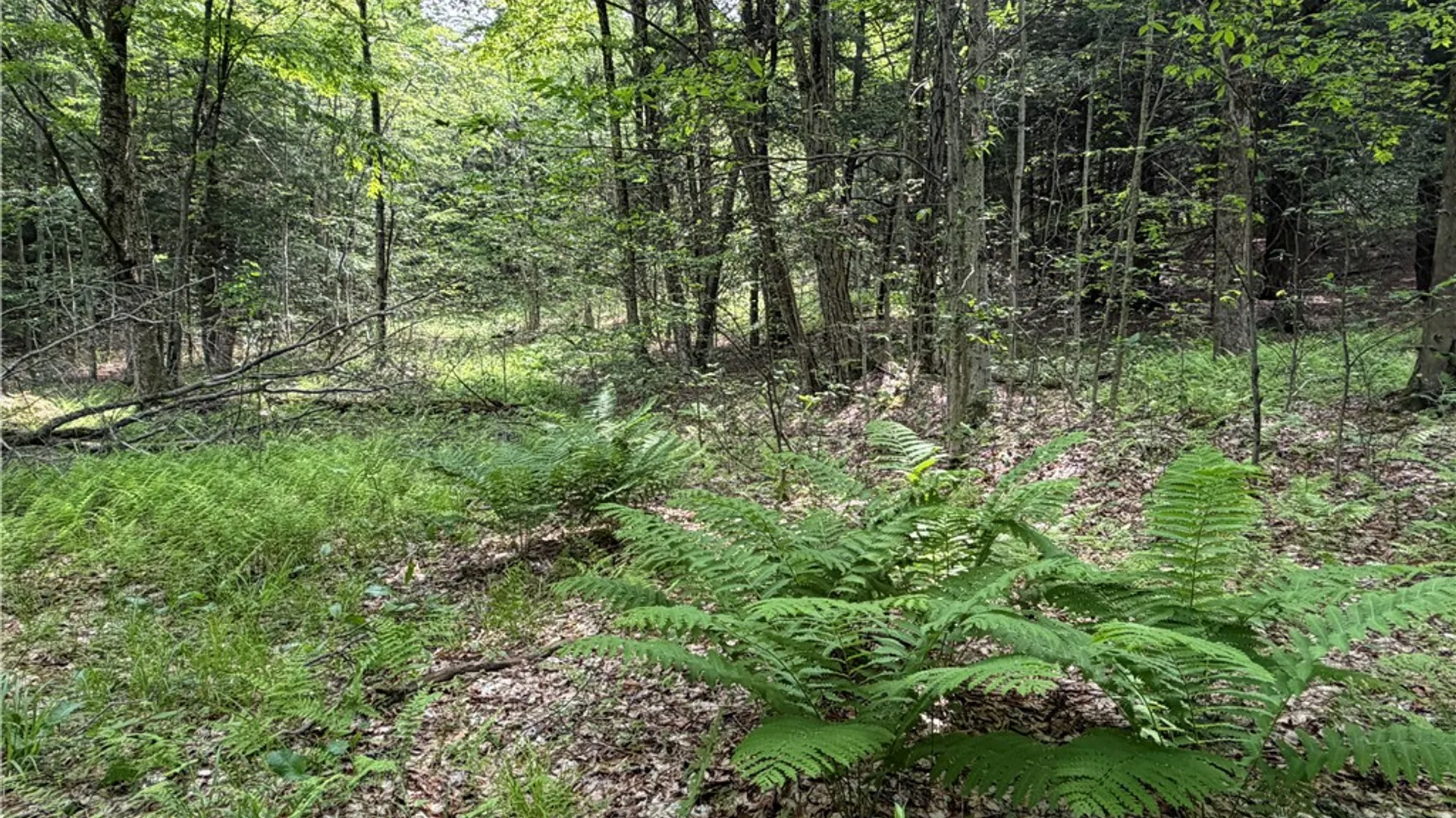 Property at VL 106 Road, Alma, NY 14708 15