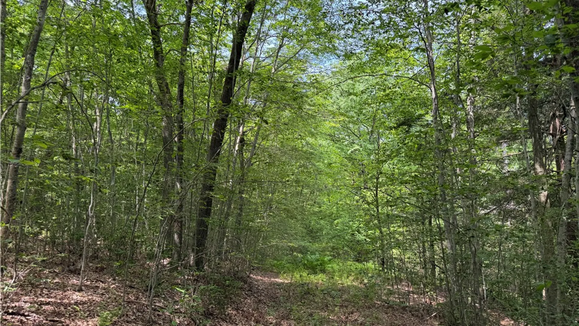 Property at VL 106 Road, Alma, NY 14708 16