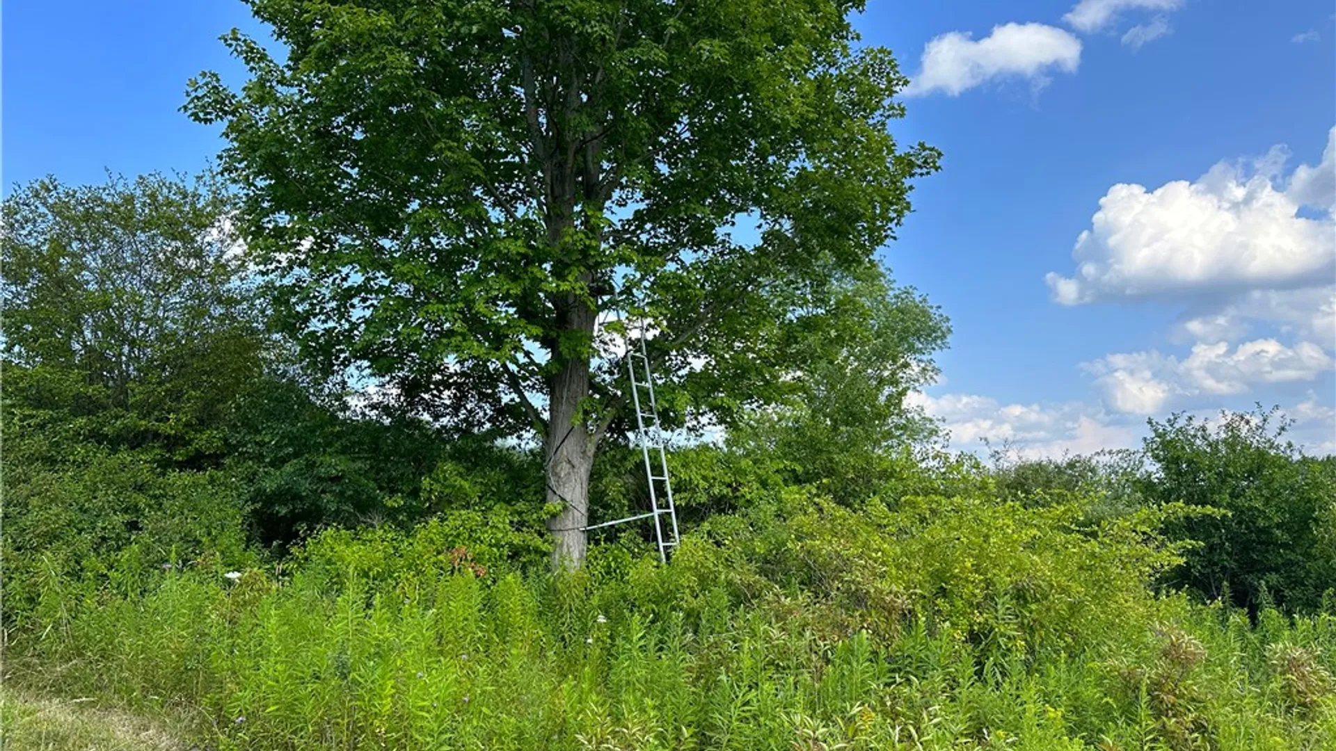 Property at 0 Cr-17, Friendship, NY 14739 6