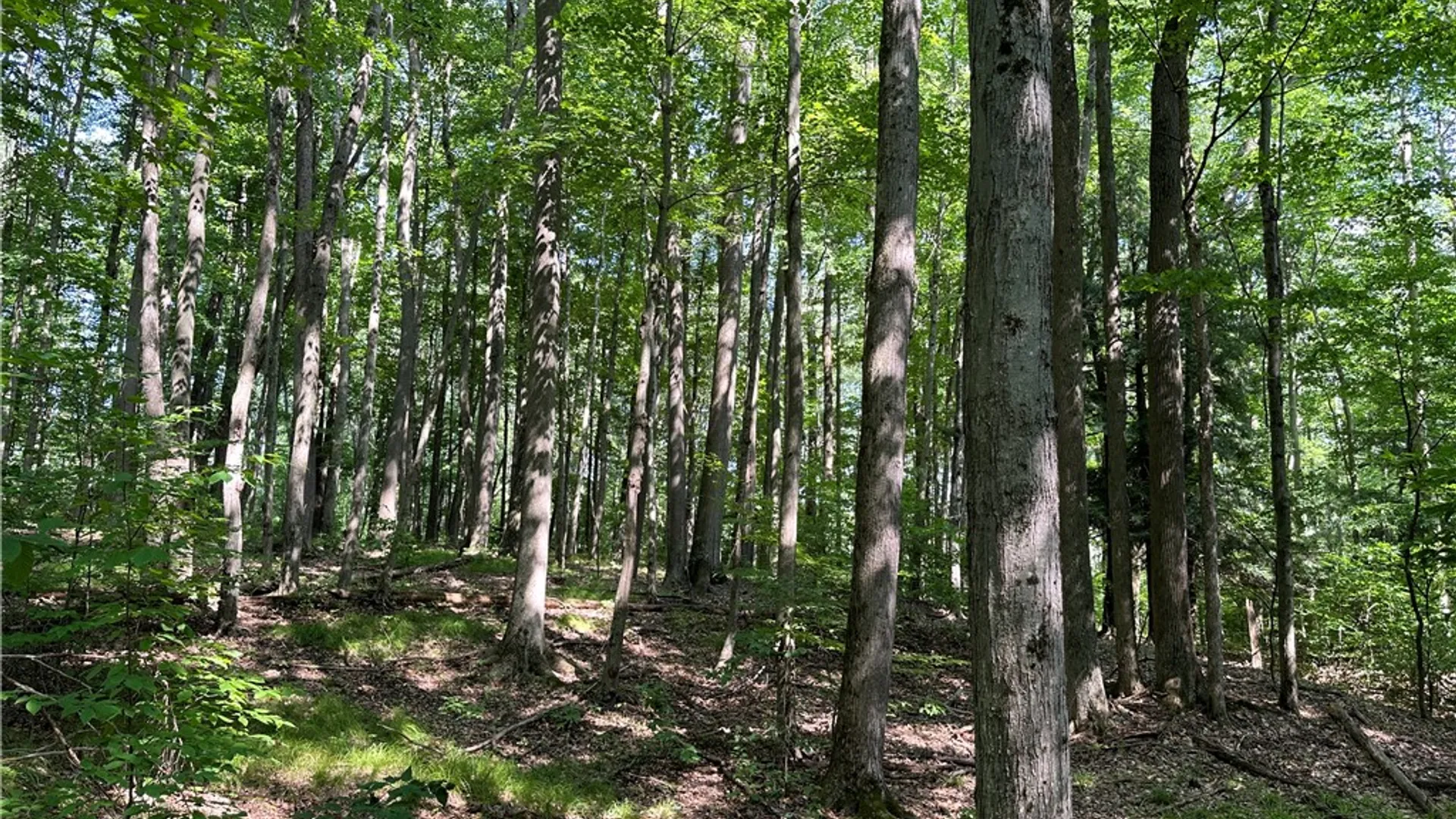 Property at 0 Cr-17, Friendship, NY 14739 33