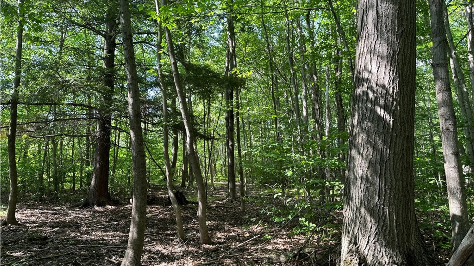 Property at 0 Cr-17, Friendship, NY 14739 20