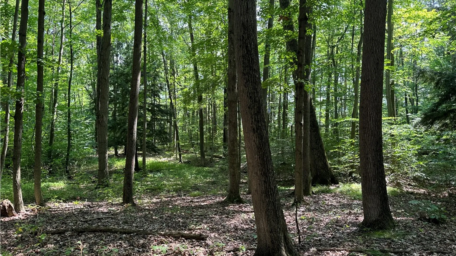 Property at 0 Cr-17, Friendship, NY 14739 22