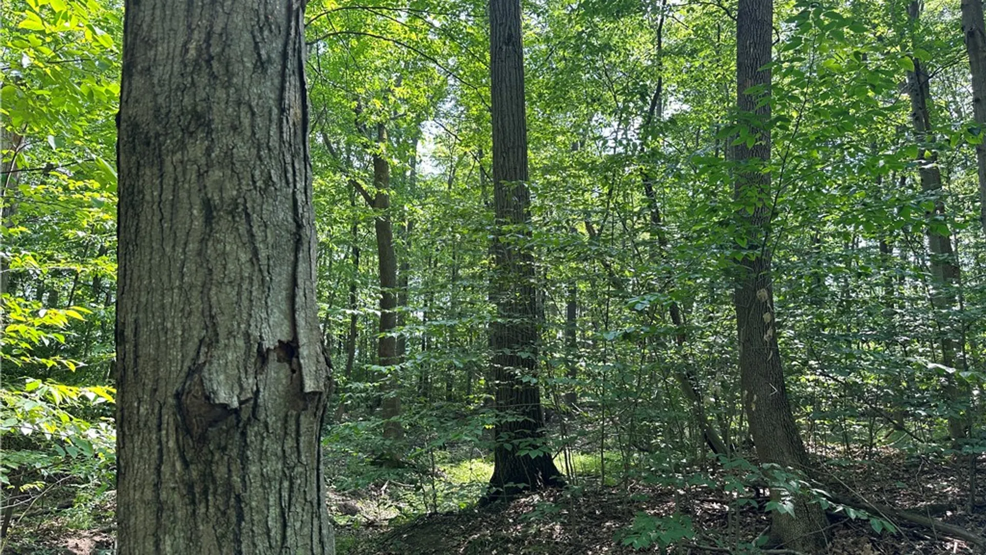 Property at 0 Cr-17, Friendship, NY 14739 23